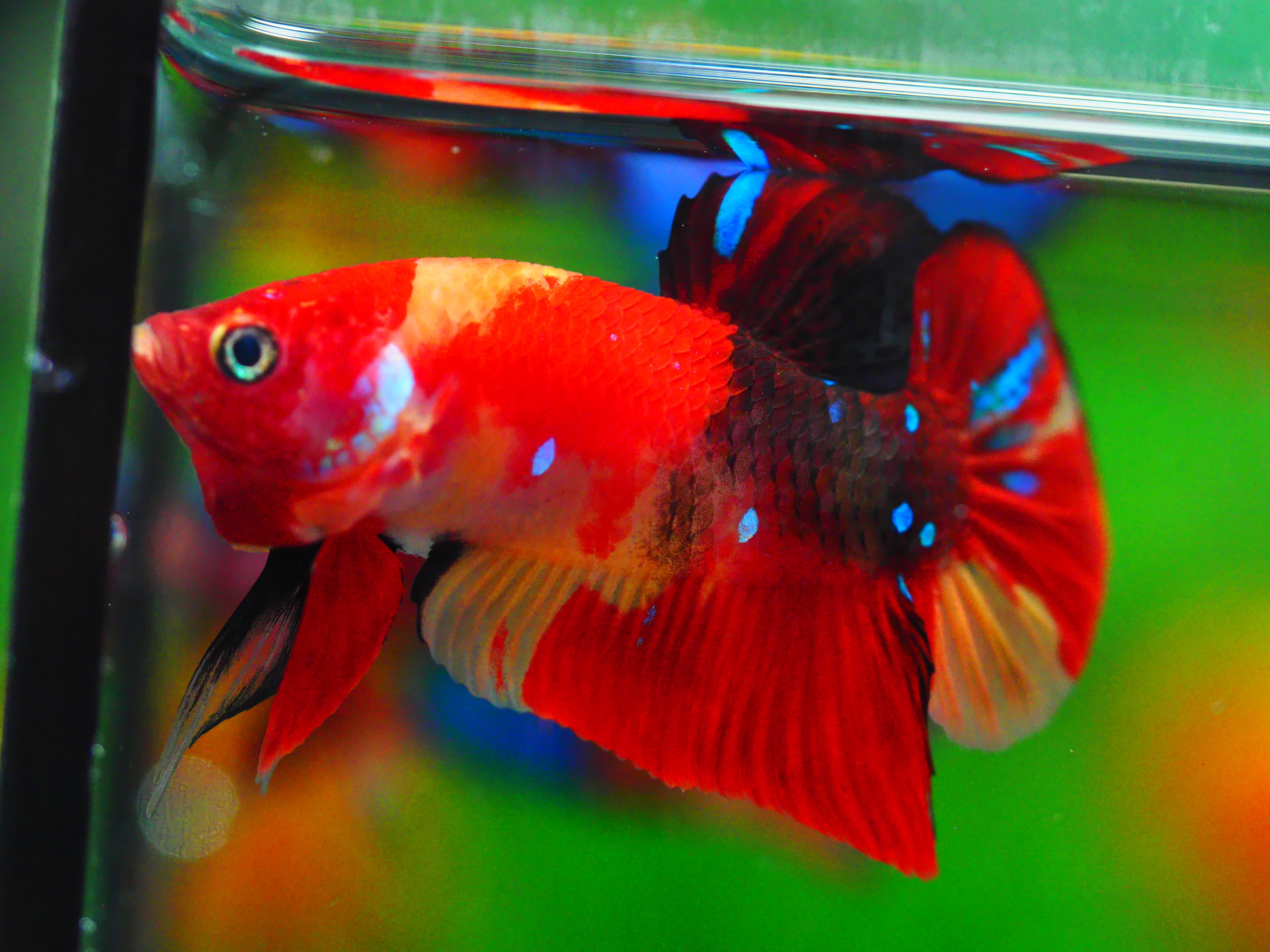 HMPK NEMO GALAXY MALE GRADE A +++