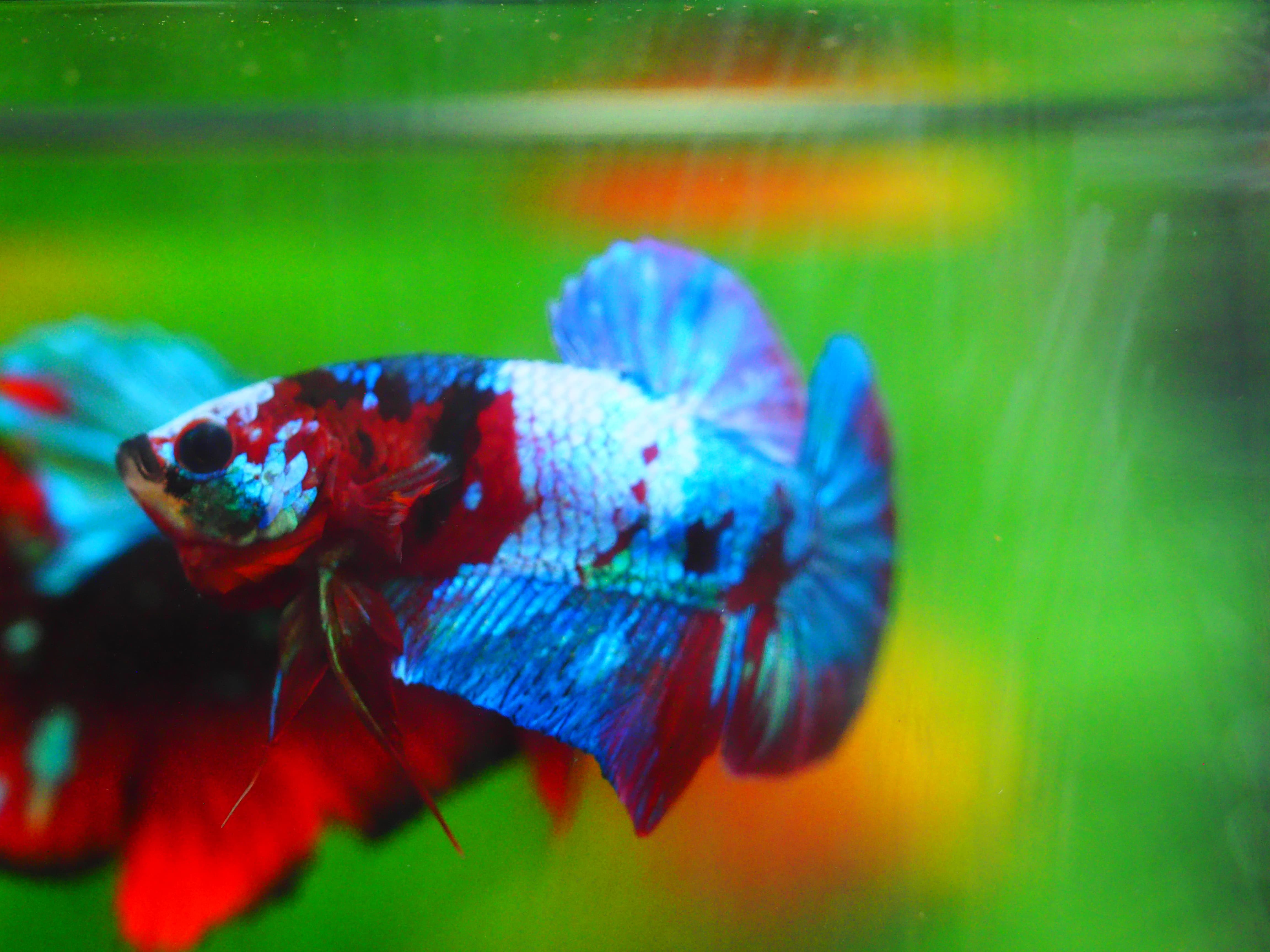 HMPK KOI GALAXY MALE GRADE A+++