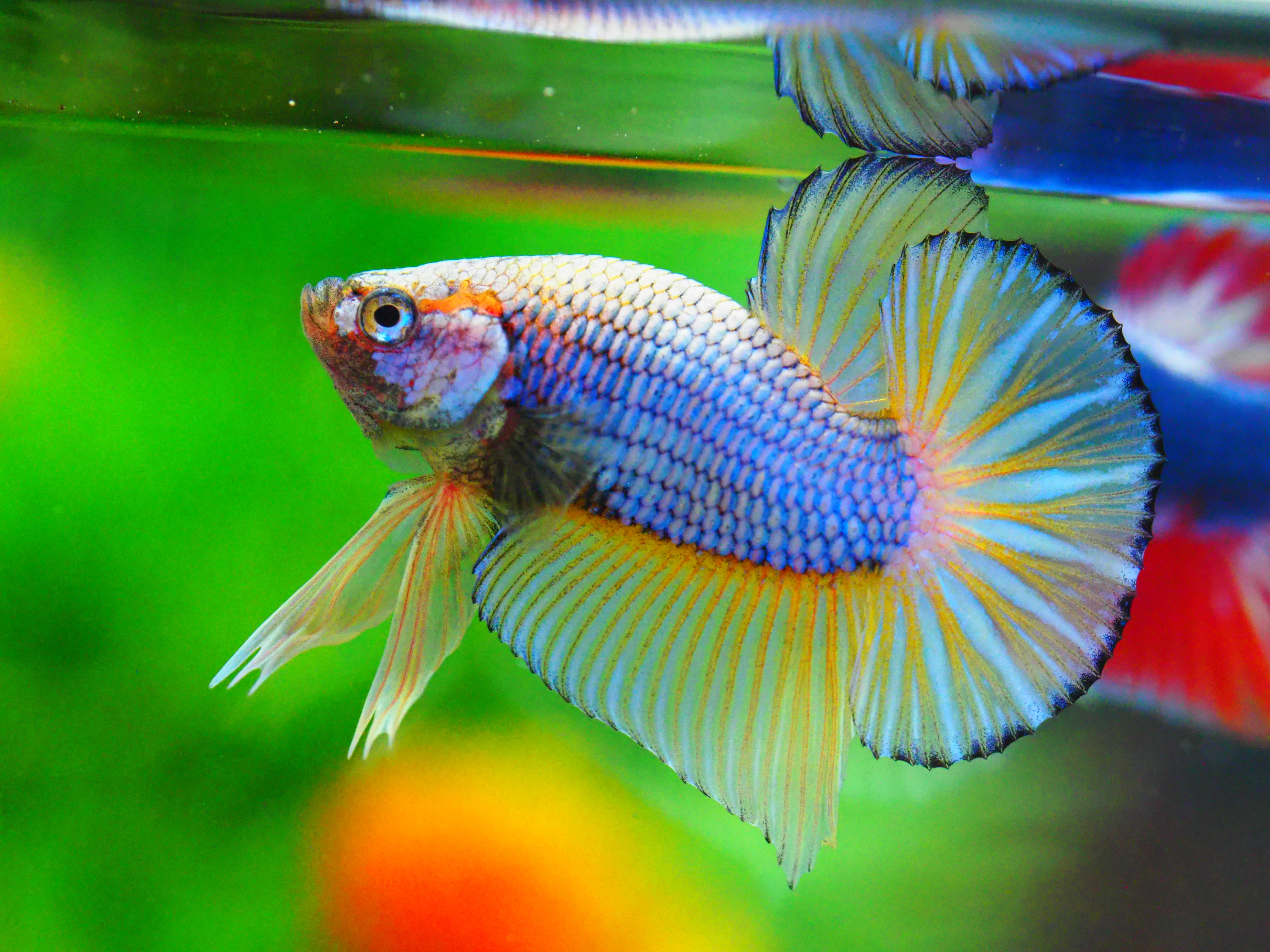 HMPK FANCY MALE GRADE A +++