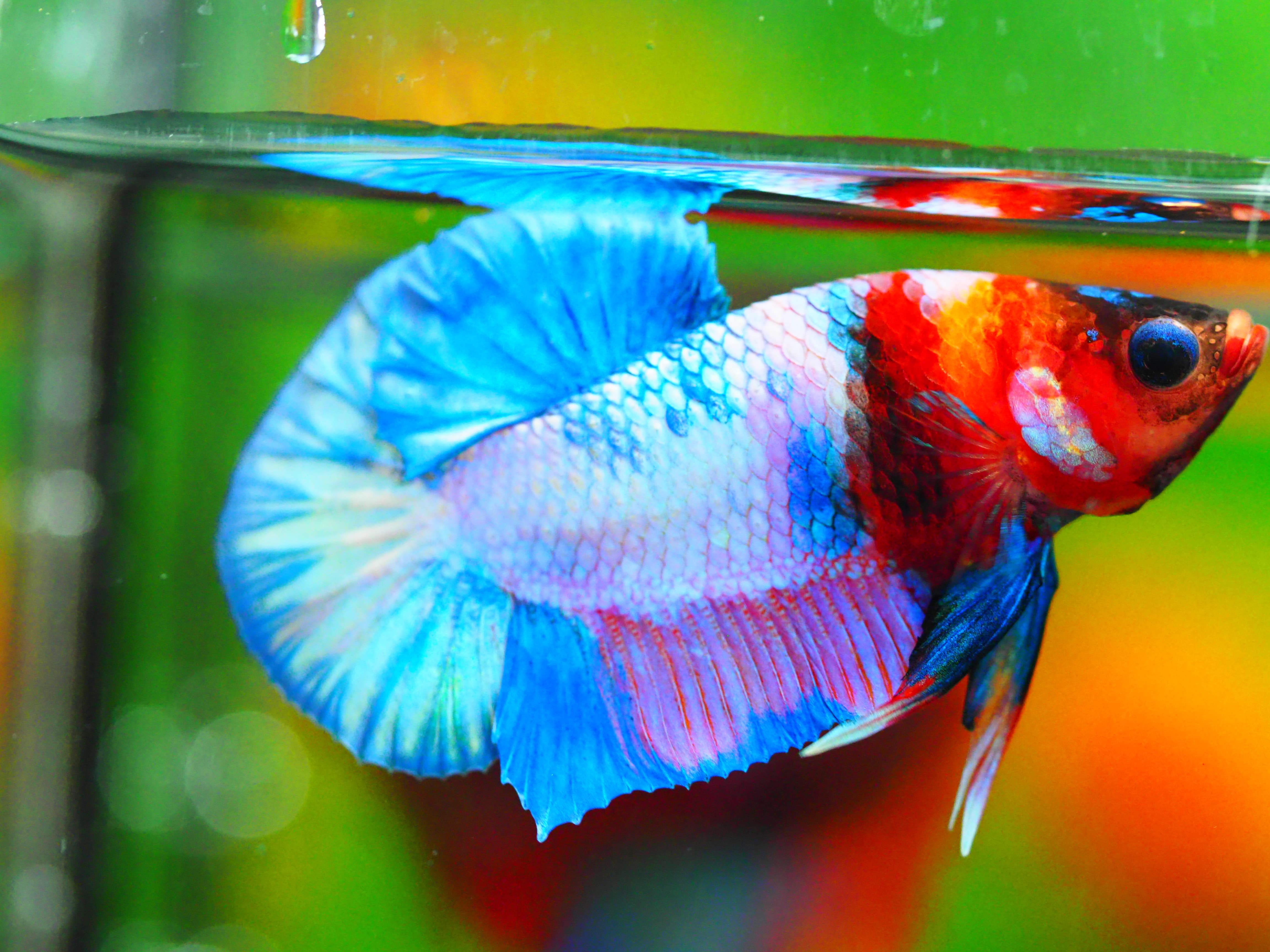 HMPK FANCY MALE GRADE A +++