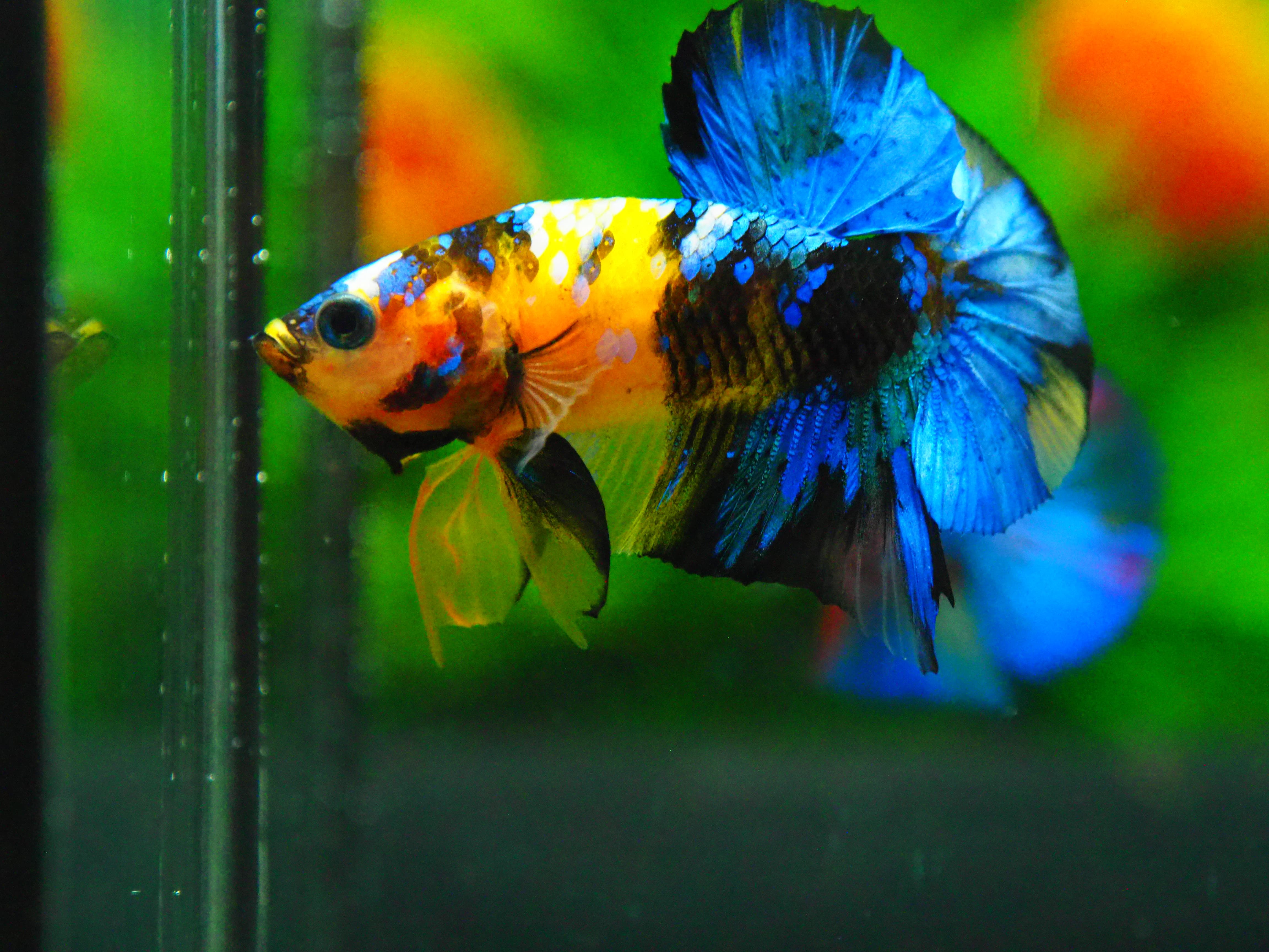 HMPK KOI YELLOW FN MALE GRADE A +++