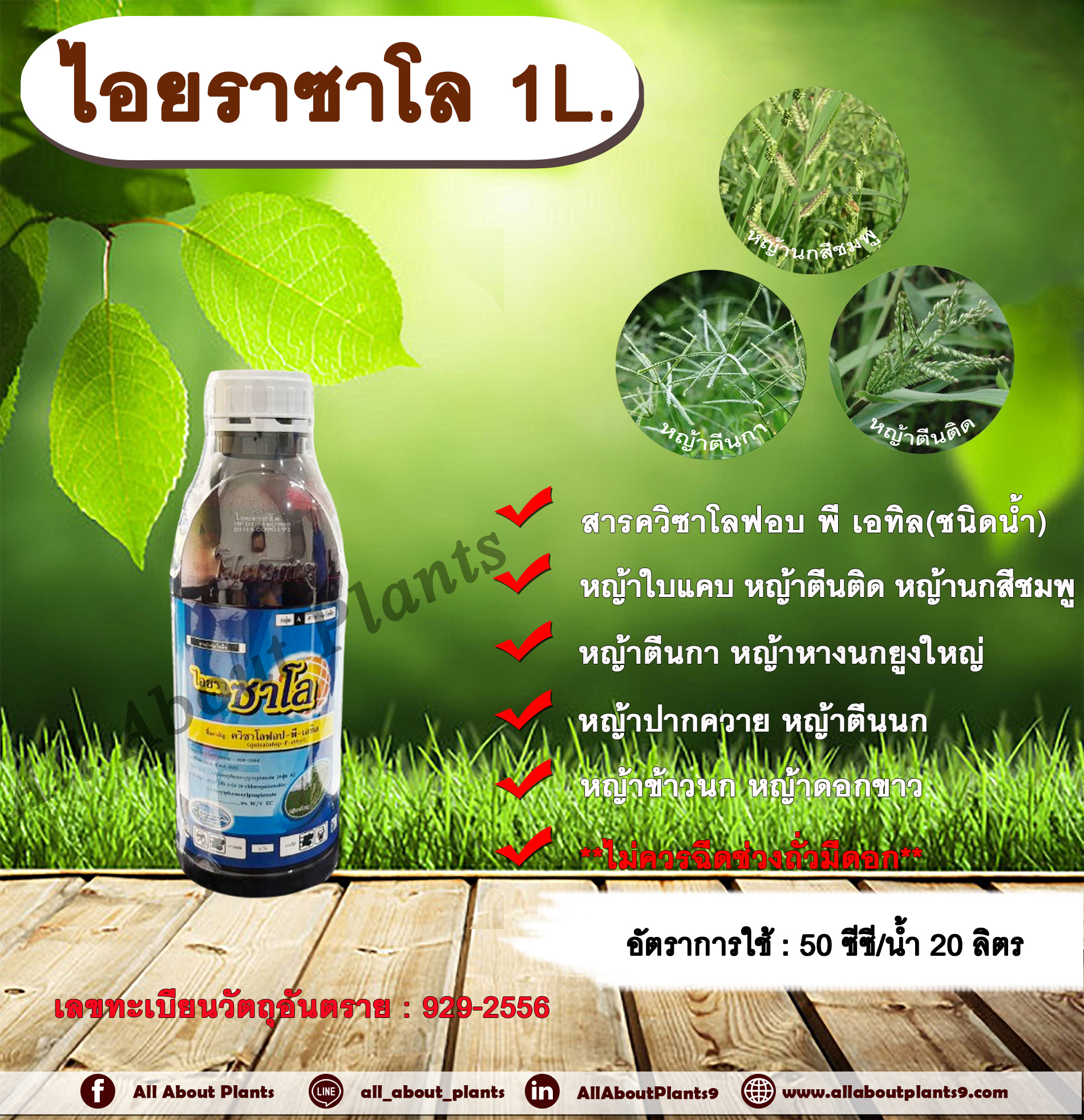 ไอยราซาโล 1L. ควินซาโลฟอบ-พี-เอทิล กำจัดหญ้าใบแคบ วัชพืชใบแคบ ในพืชประธานใบกว้าง กำจัดหญ้าตีนติด ตีนกา หญ้านกสีชมพู หญ้านกสีชมพู หญ้าปากควาย allaboutplants ชิ้น