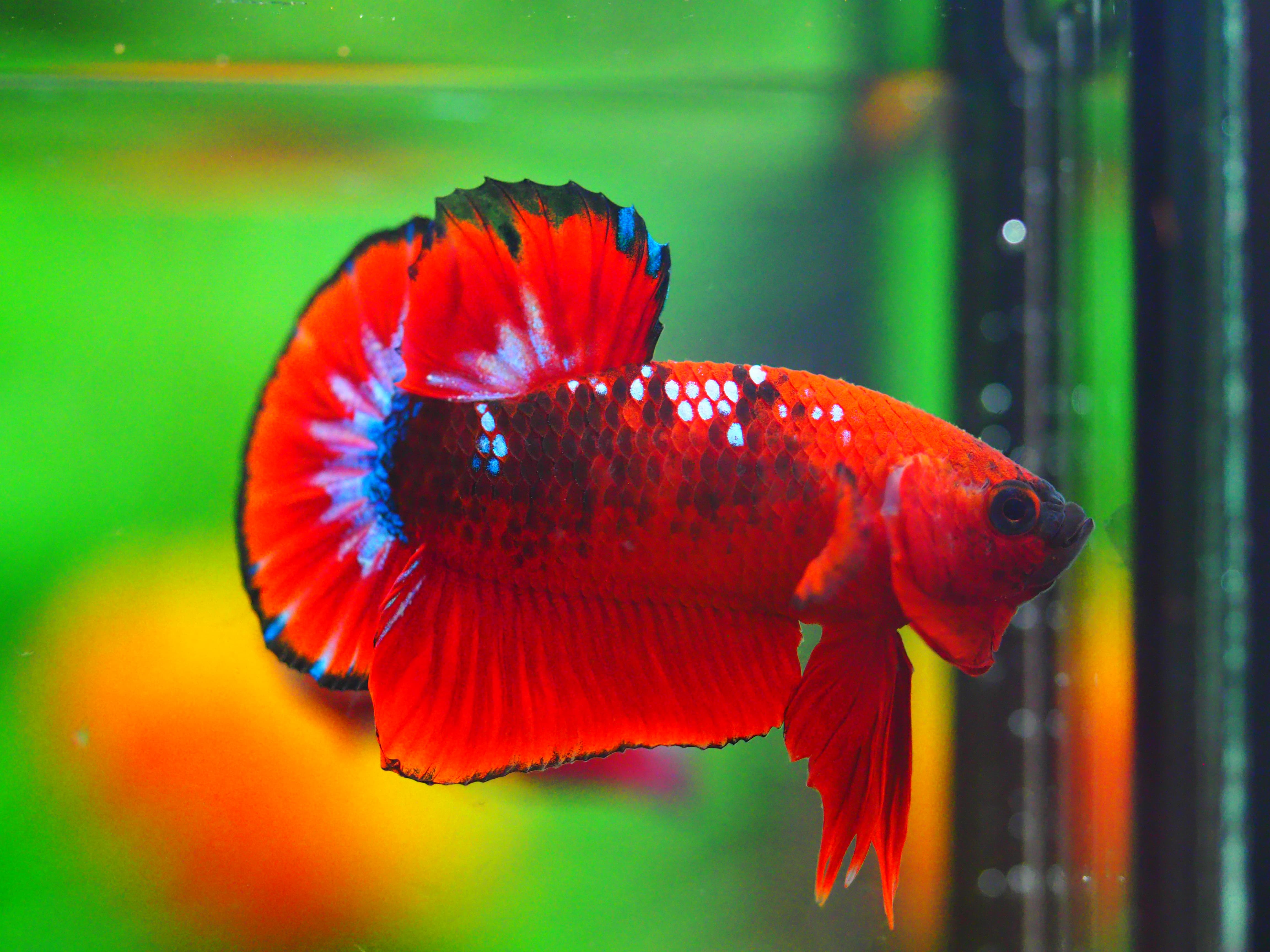 HMPK FANCY MALE GRADE A +++