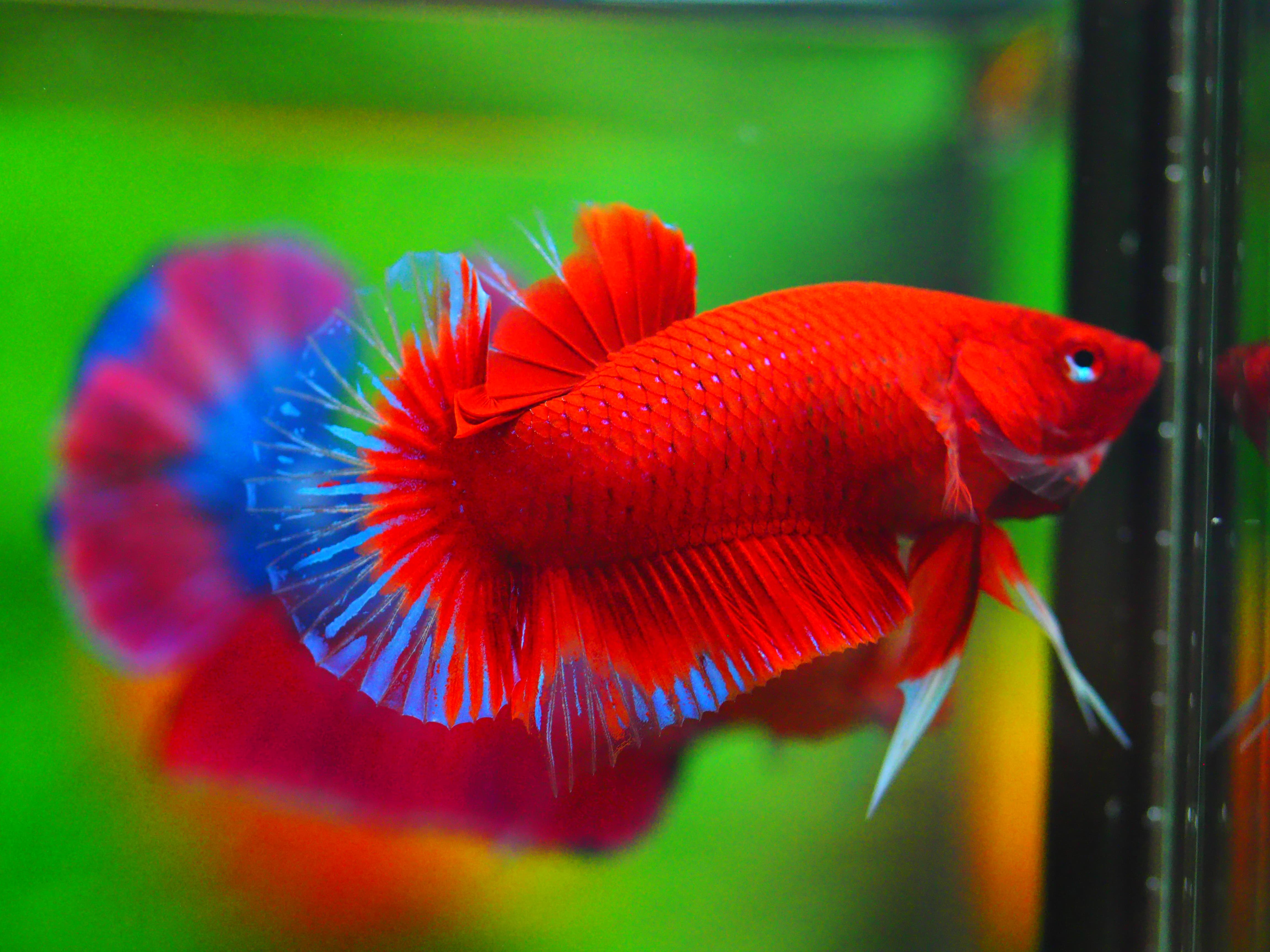 HMPK RED MALE GRADE A +++