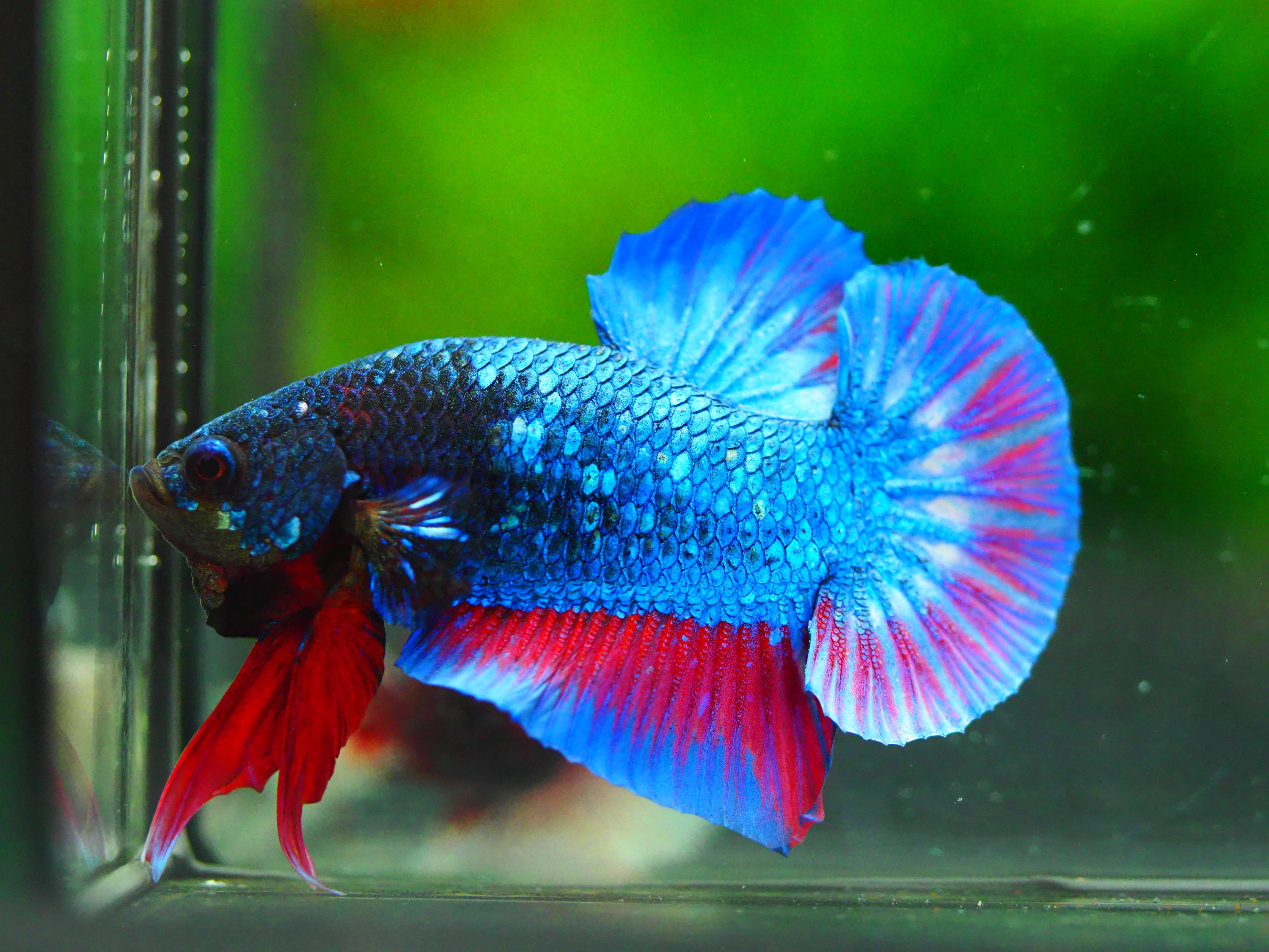 HMPK FANCY MALE GRADE A +++