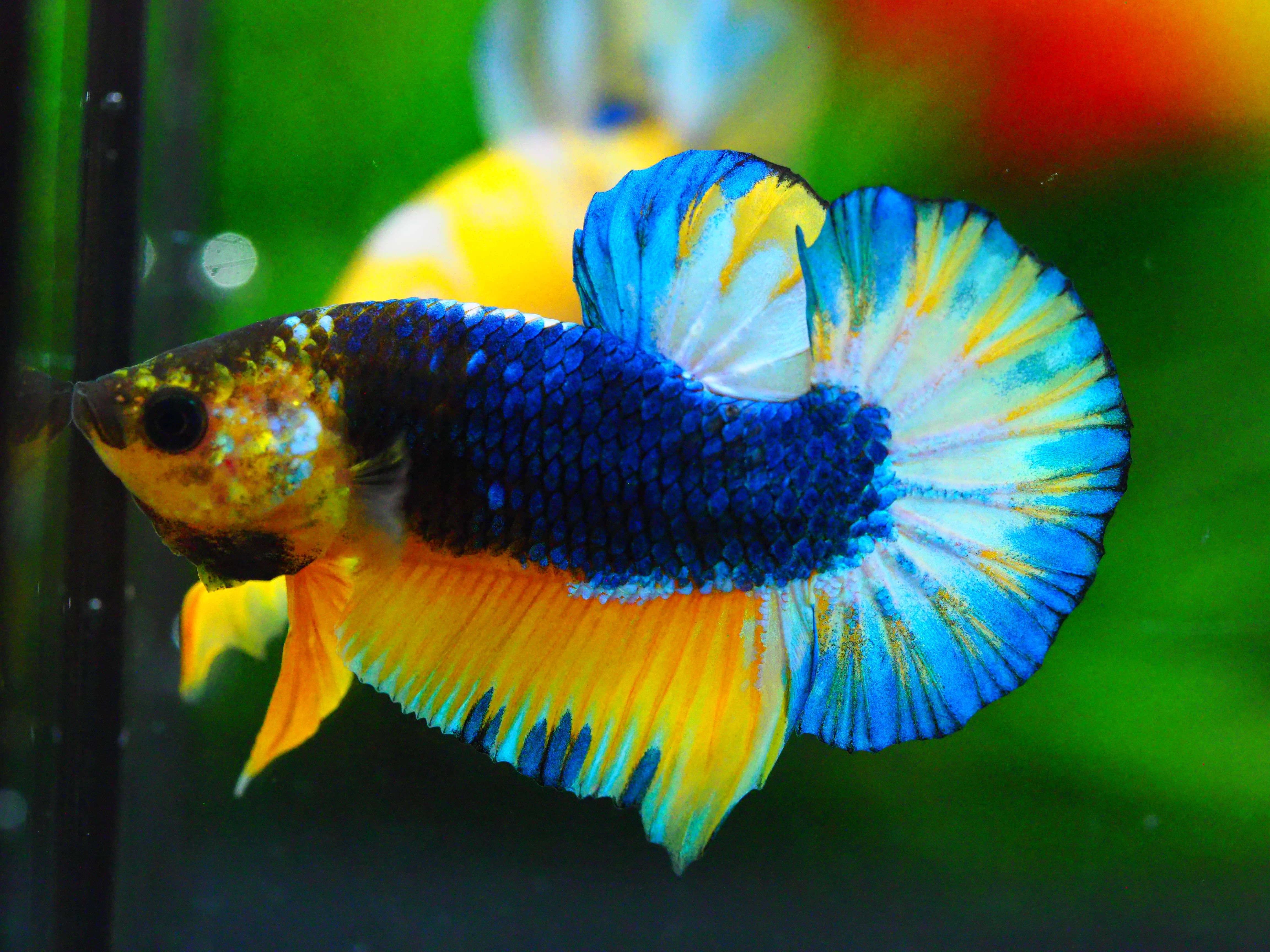 HMPK HELL YELLOW MALE GRADE A +++