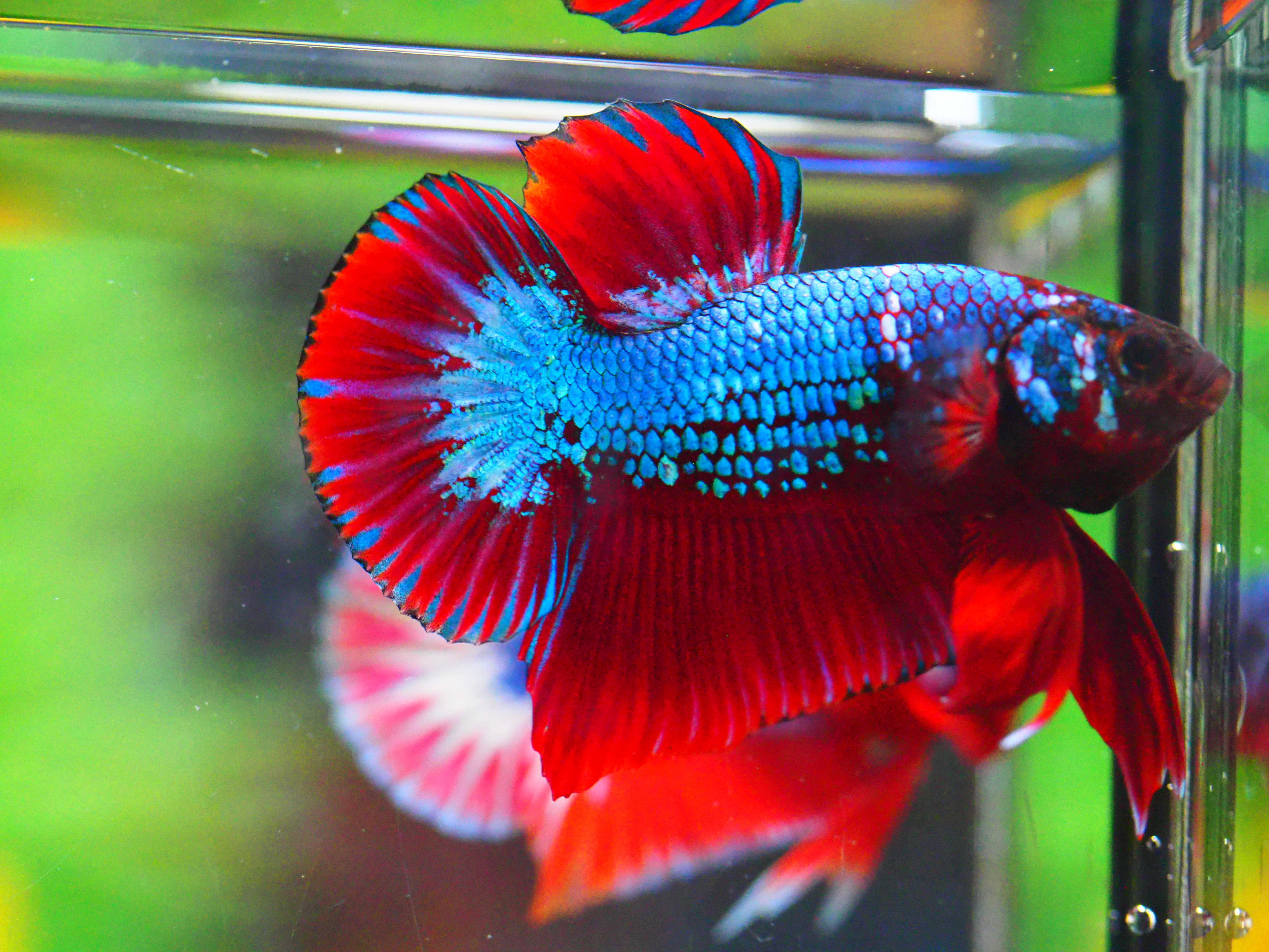 HMPK FANCY MALE GRADE A +++