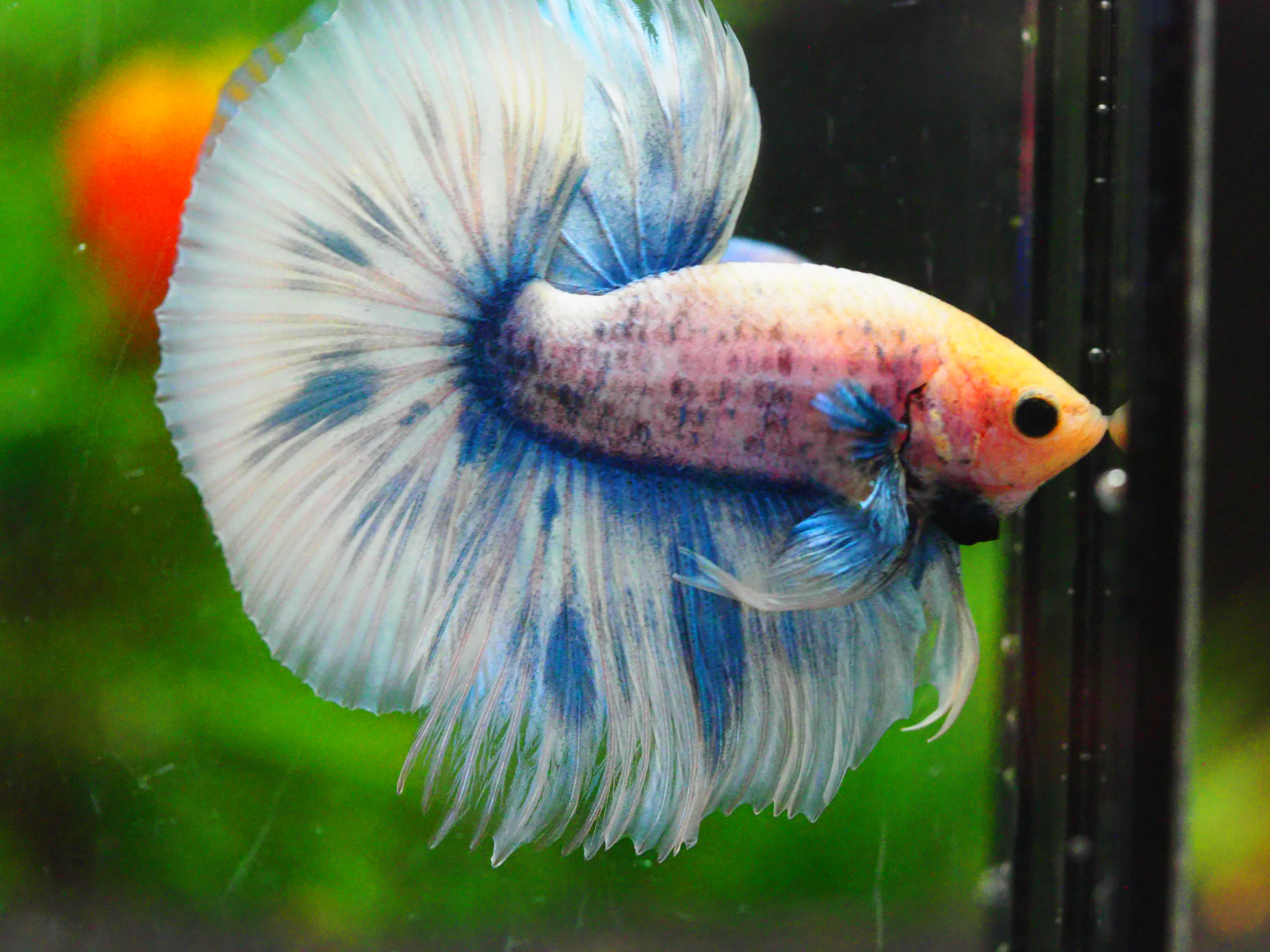 HM FANCY MALE GRADE A +++