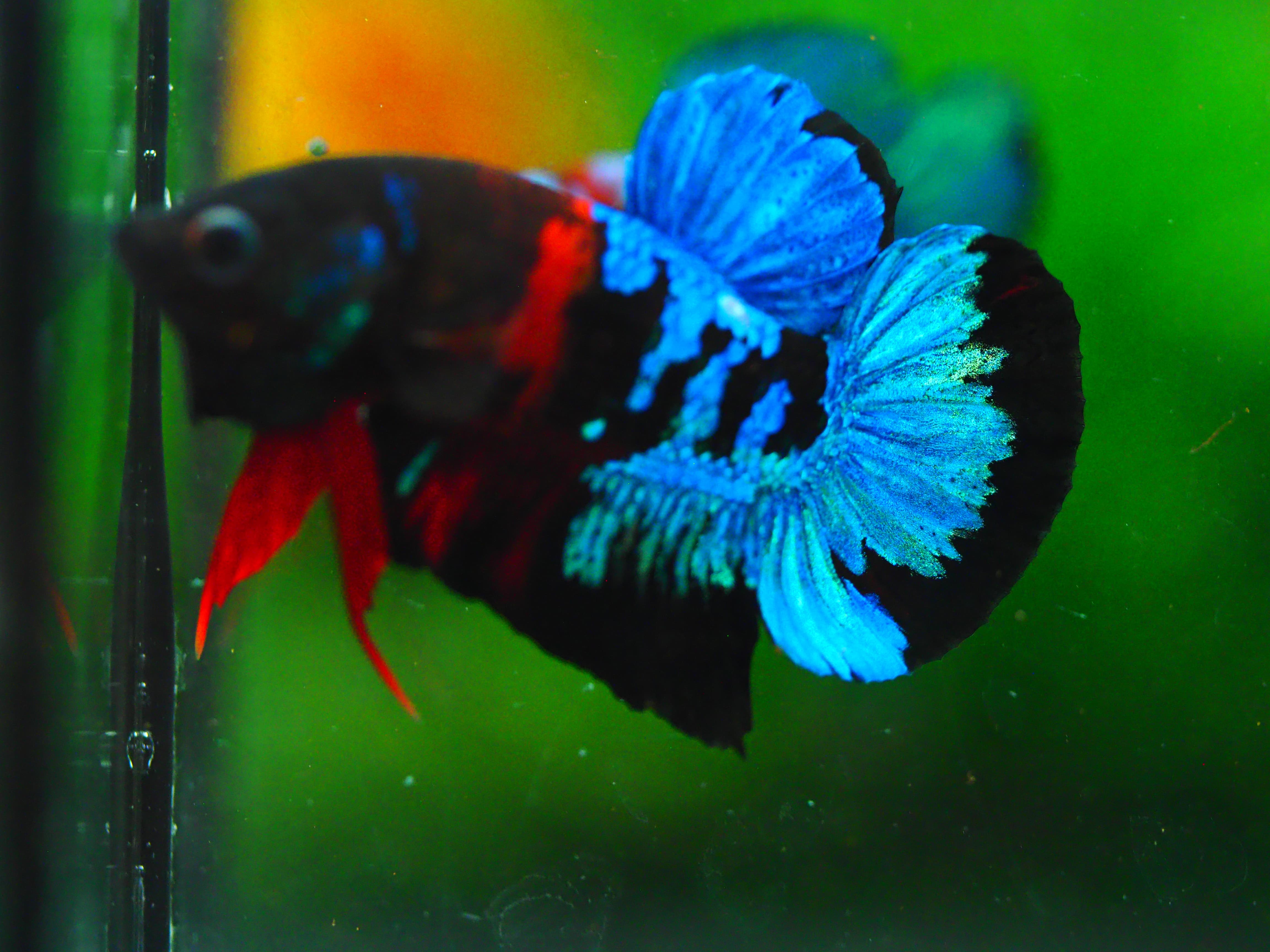 HMPK KOI GALAXY MALE GRADE A +++