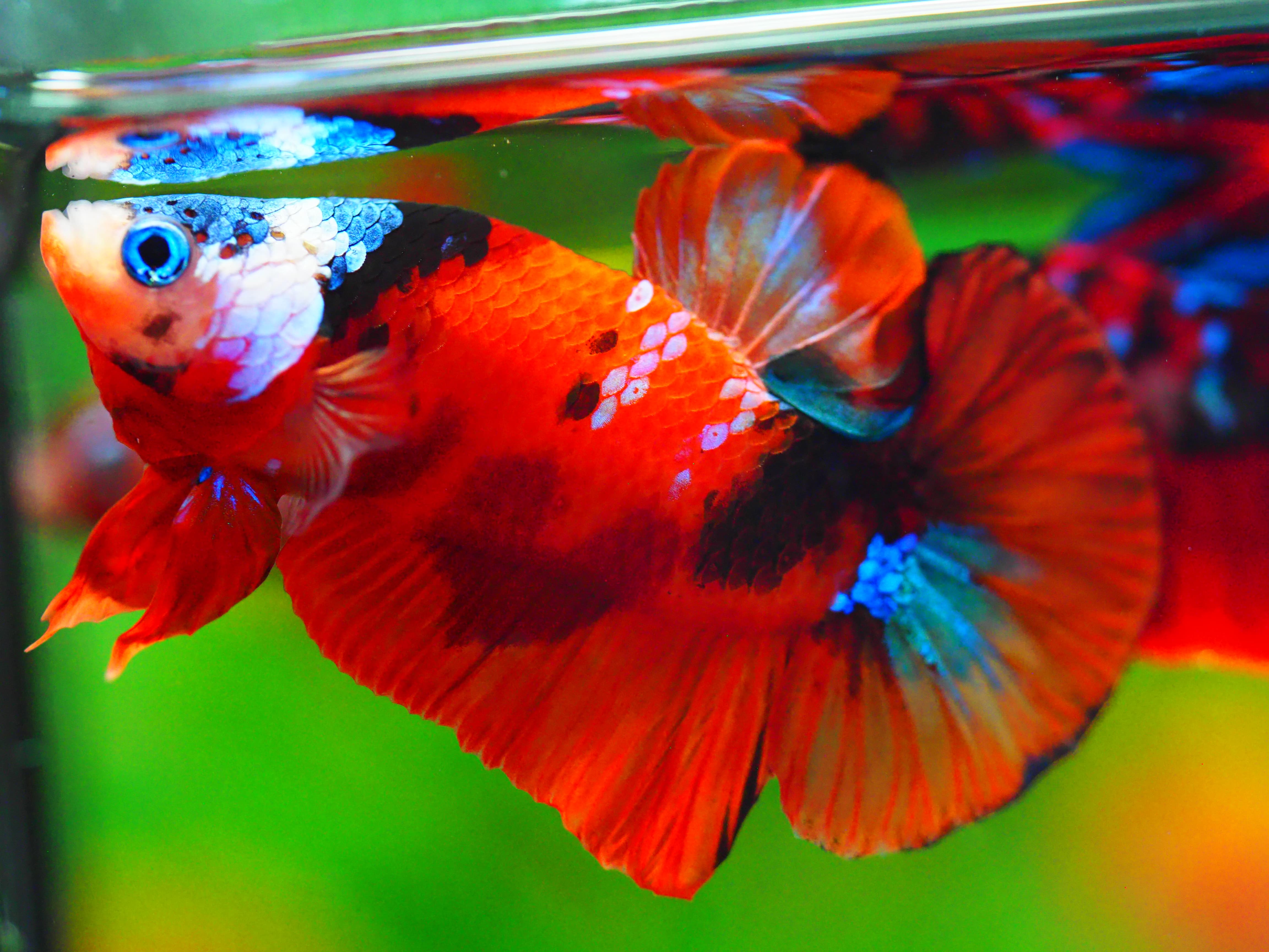 HMPK NEMO GALAXY MALE GRADE A +++