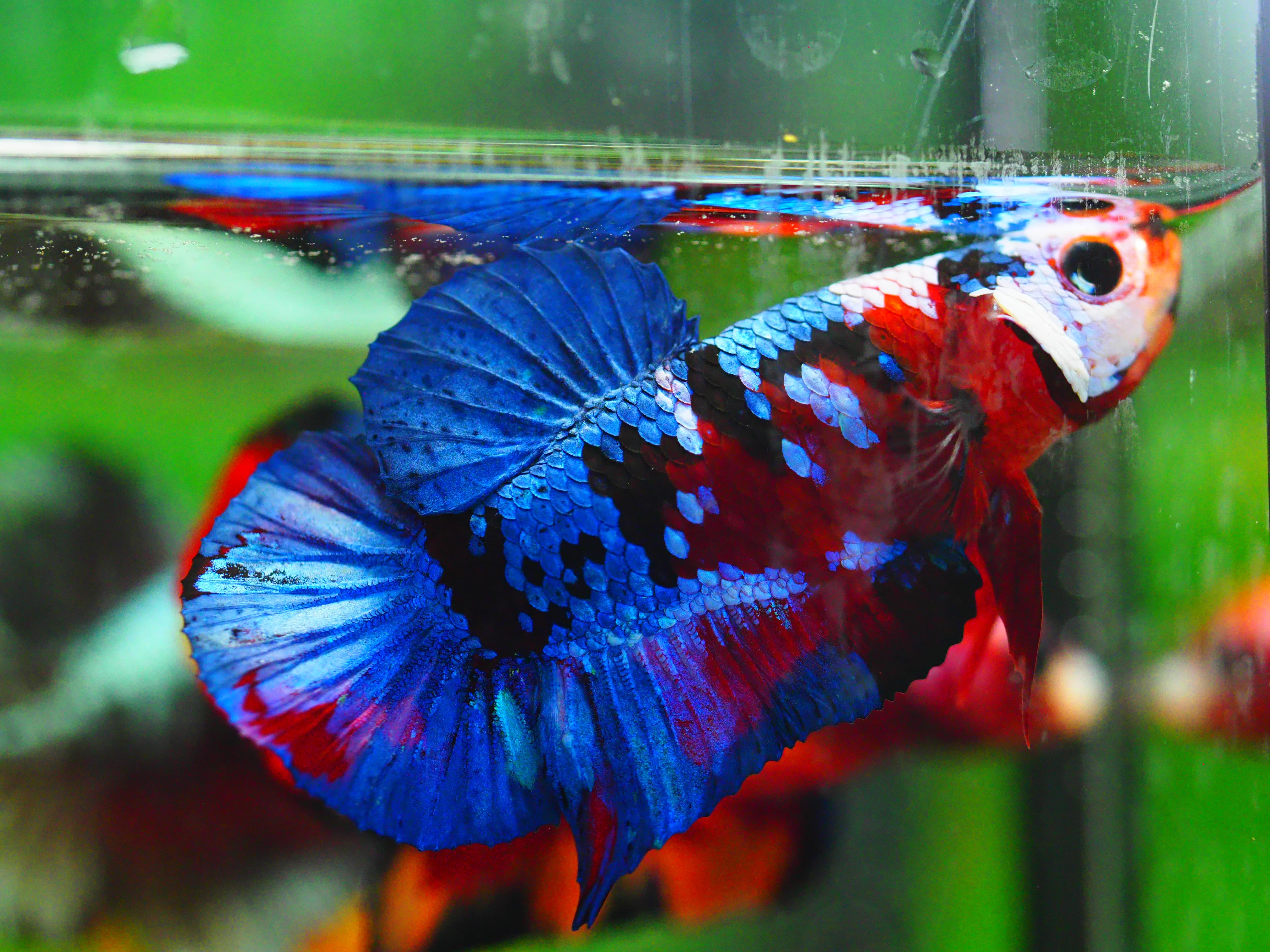 HMPK KOI GALAXY MALE GRADE A +++