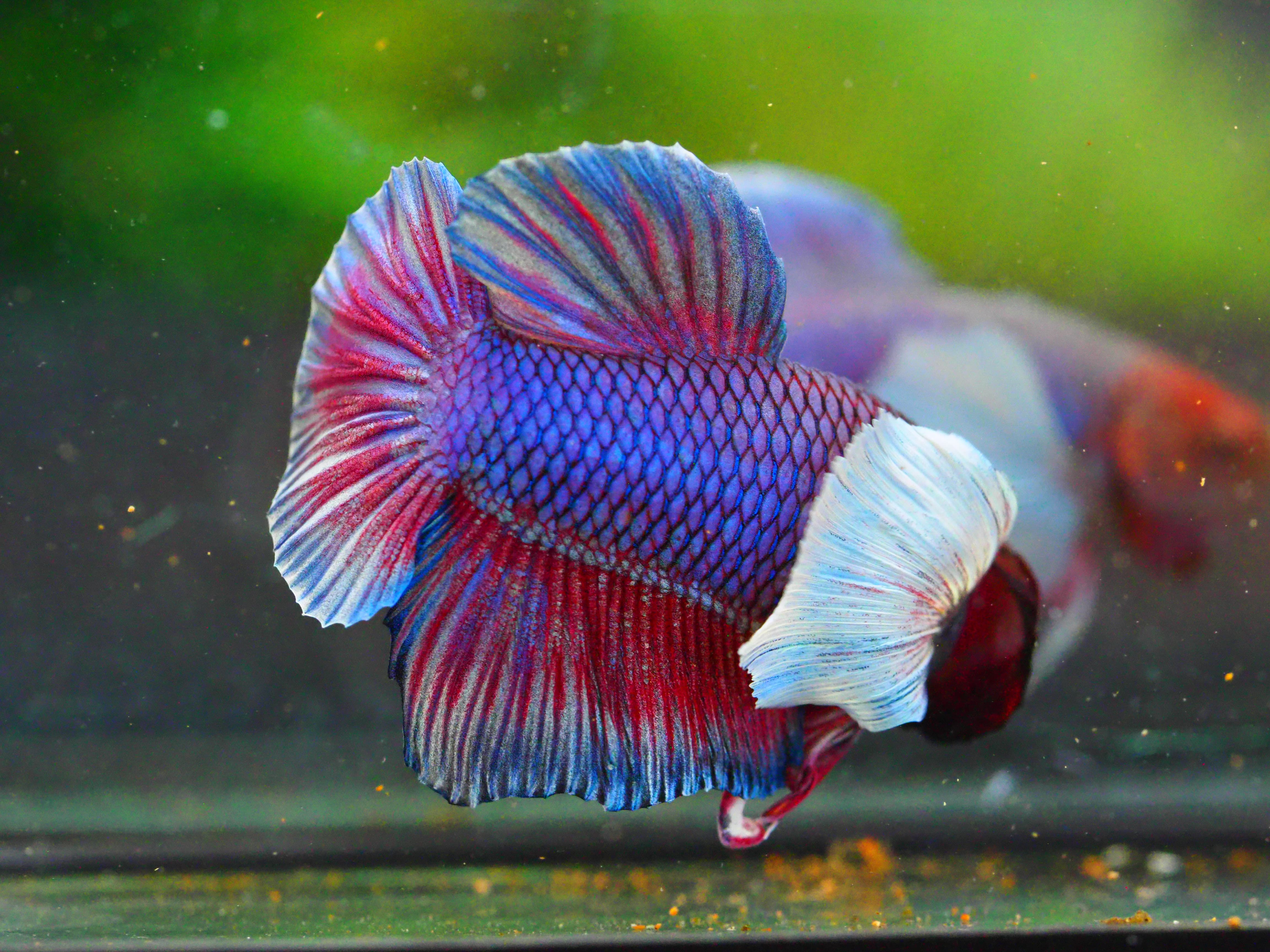 HMPK DUMBO MALE GRADE A +++