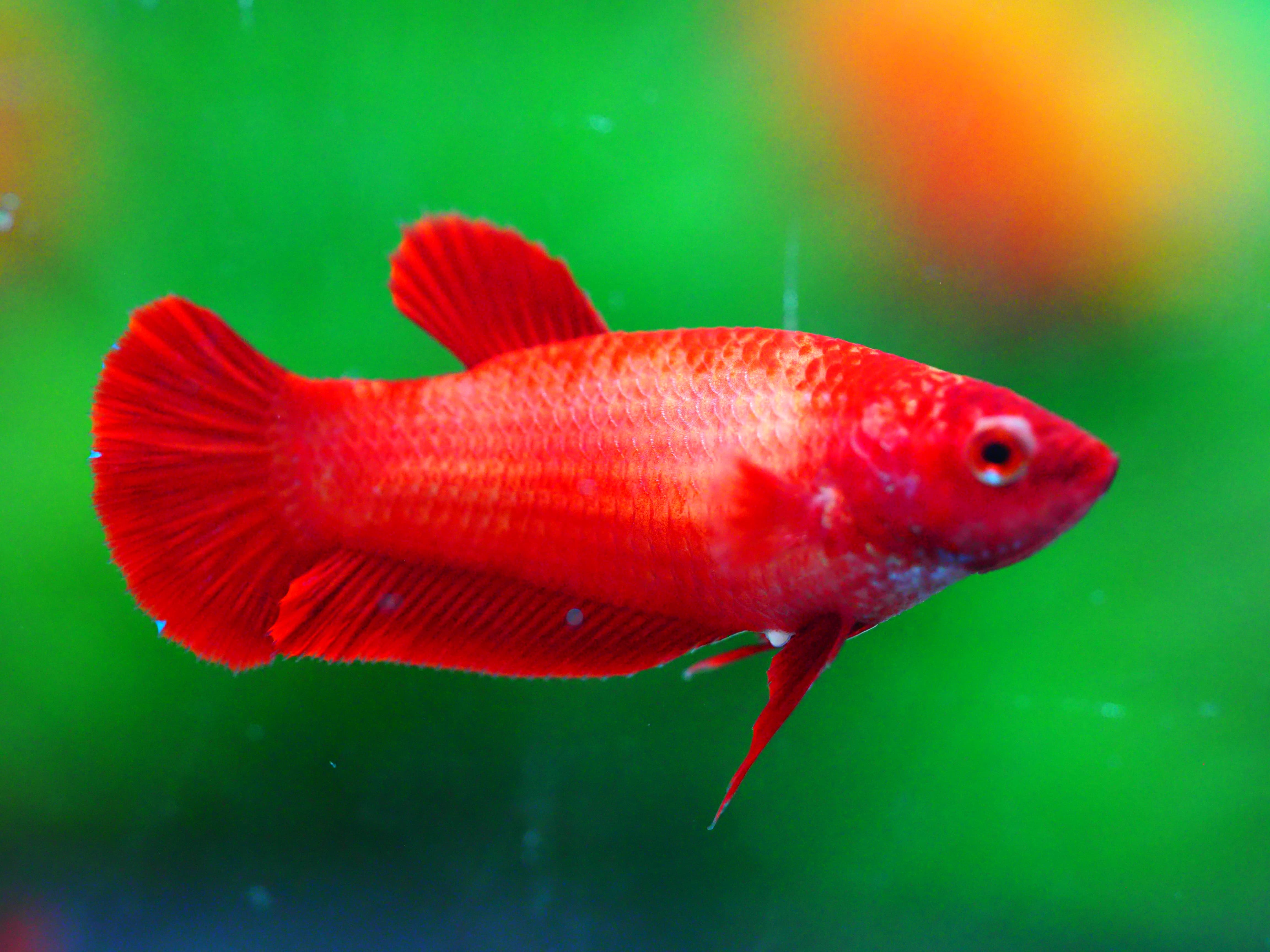 HMPK RED FNMALE GRADE A +++