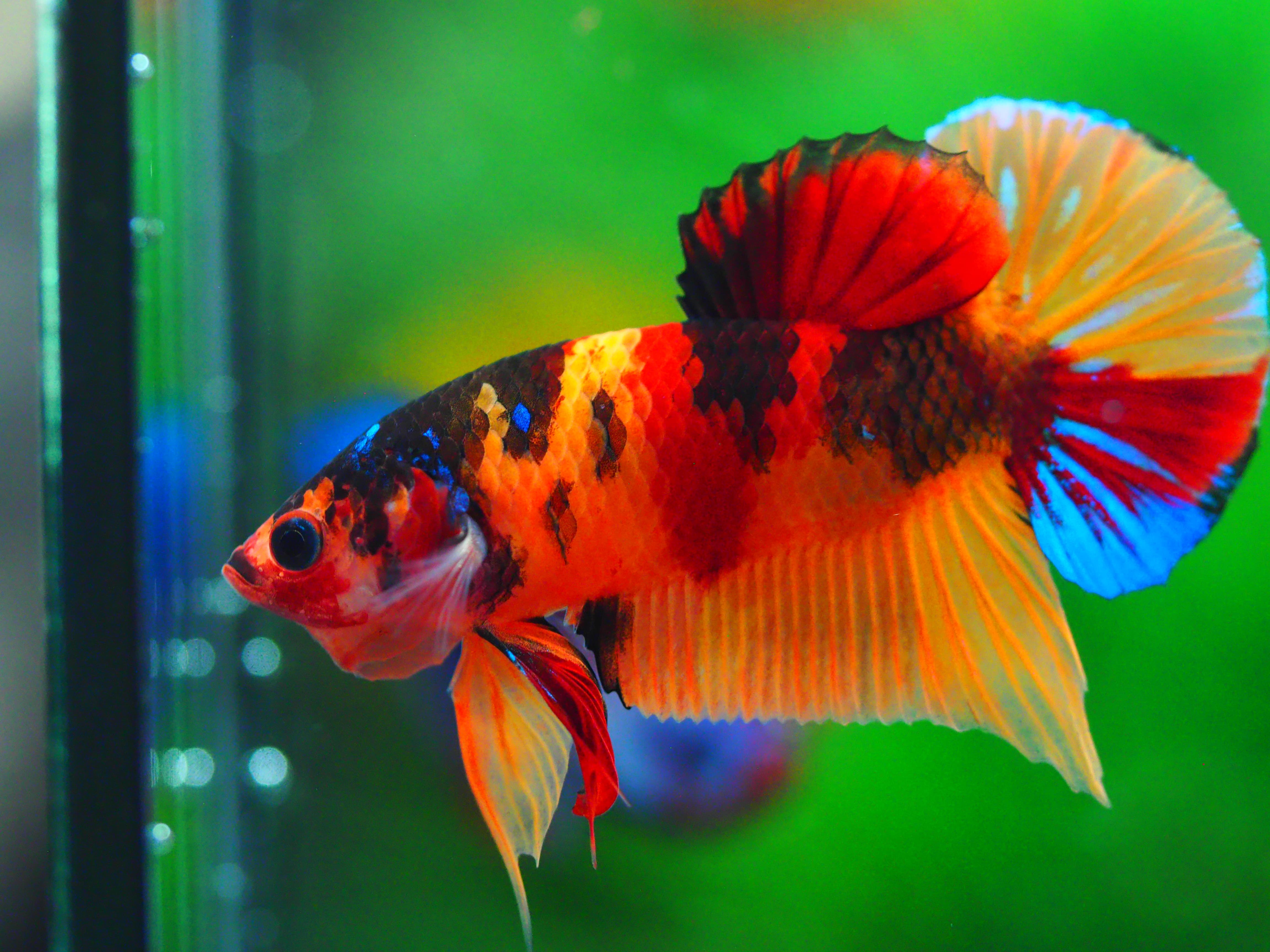 HMPK NEMO GALAXY MALE GRADE A +++