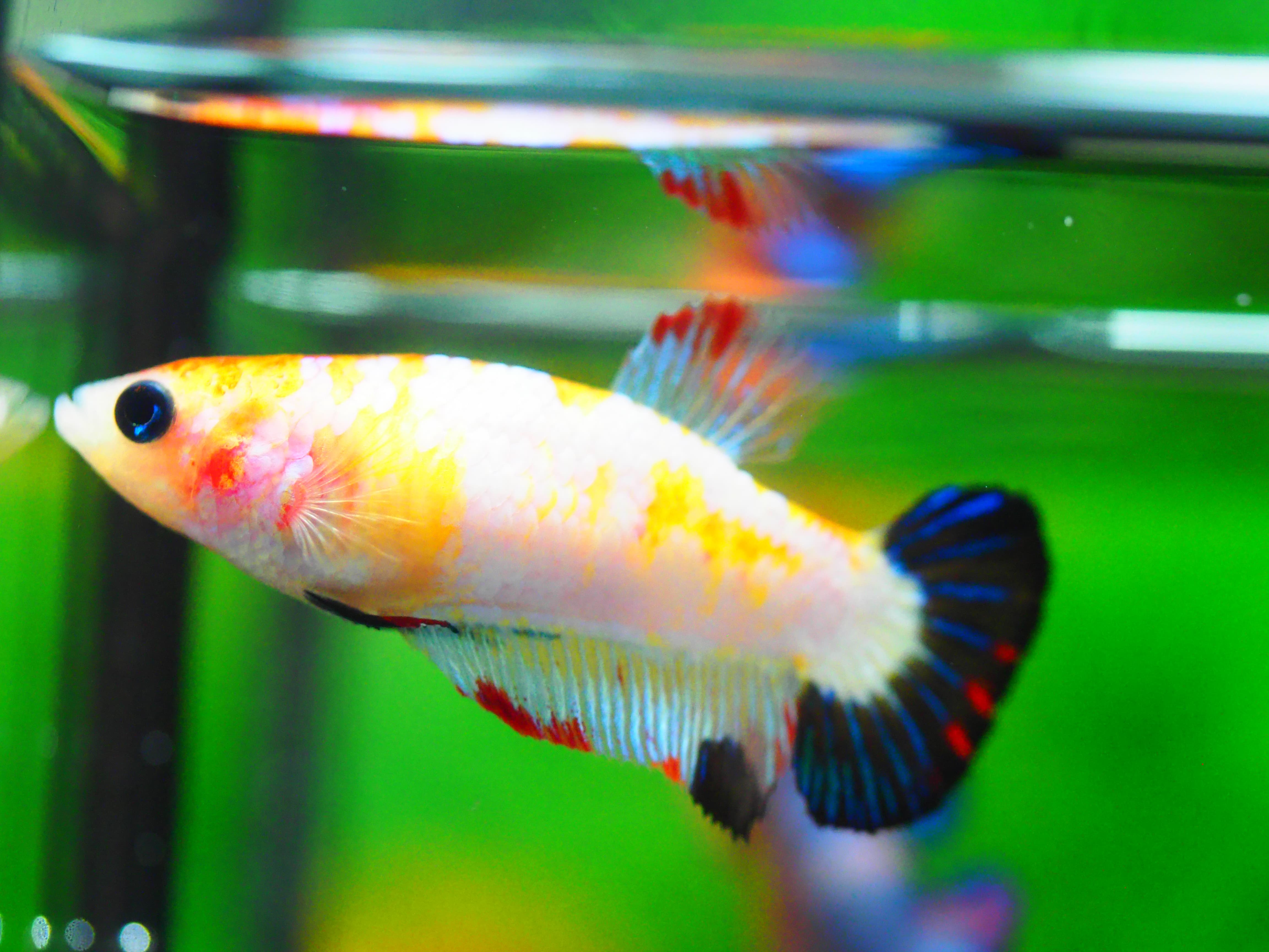 HMPK KOI FANCY FN MALE GRADE A +++
