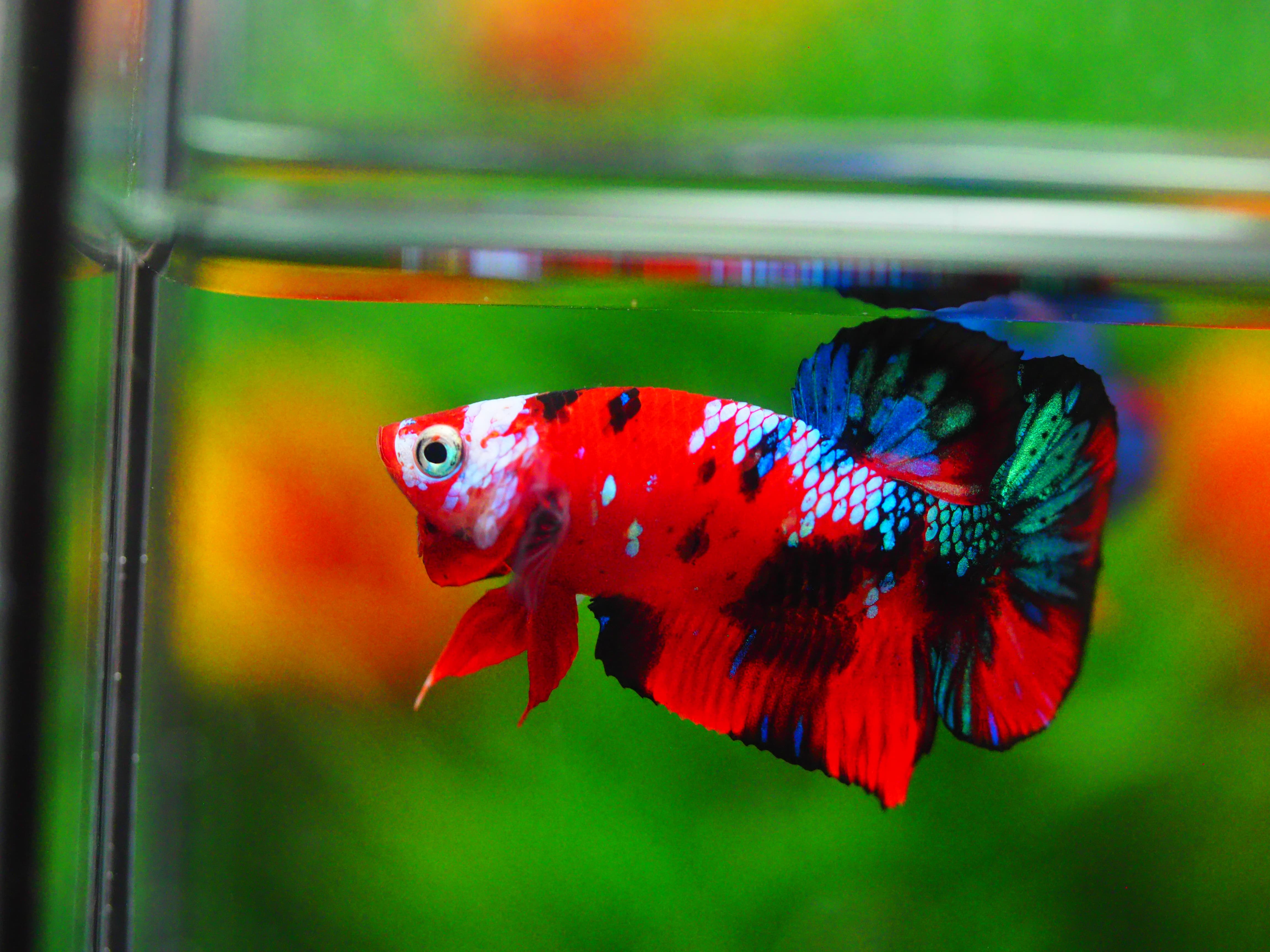 HMPK KOI GALAXY MALE GRADE A +++