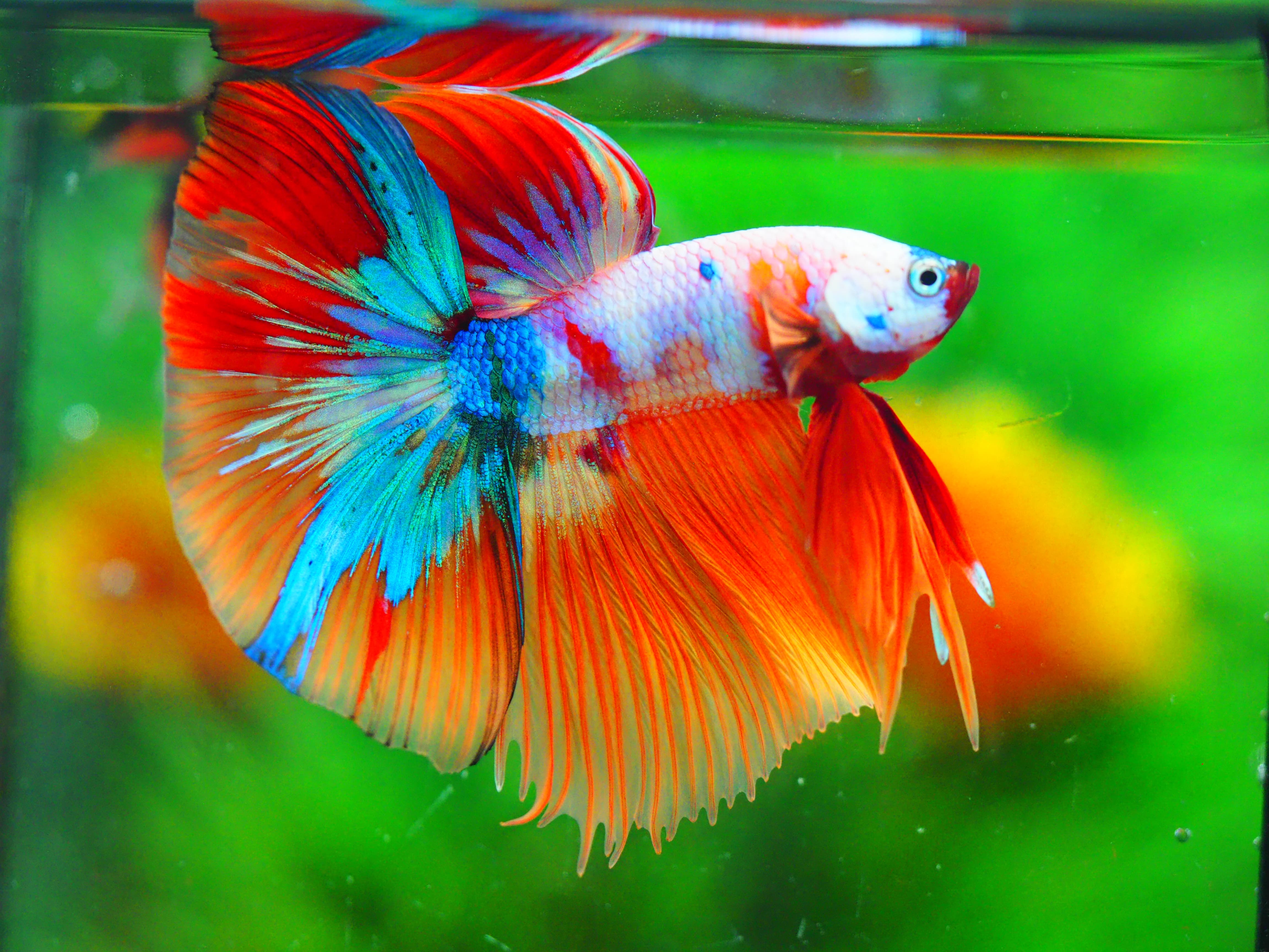 HM KOI GALAXY MALE GRADE A++
