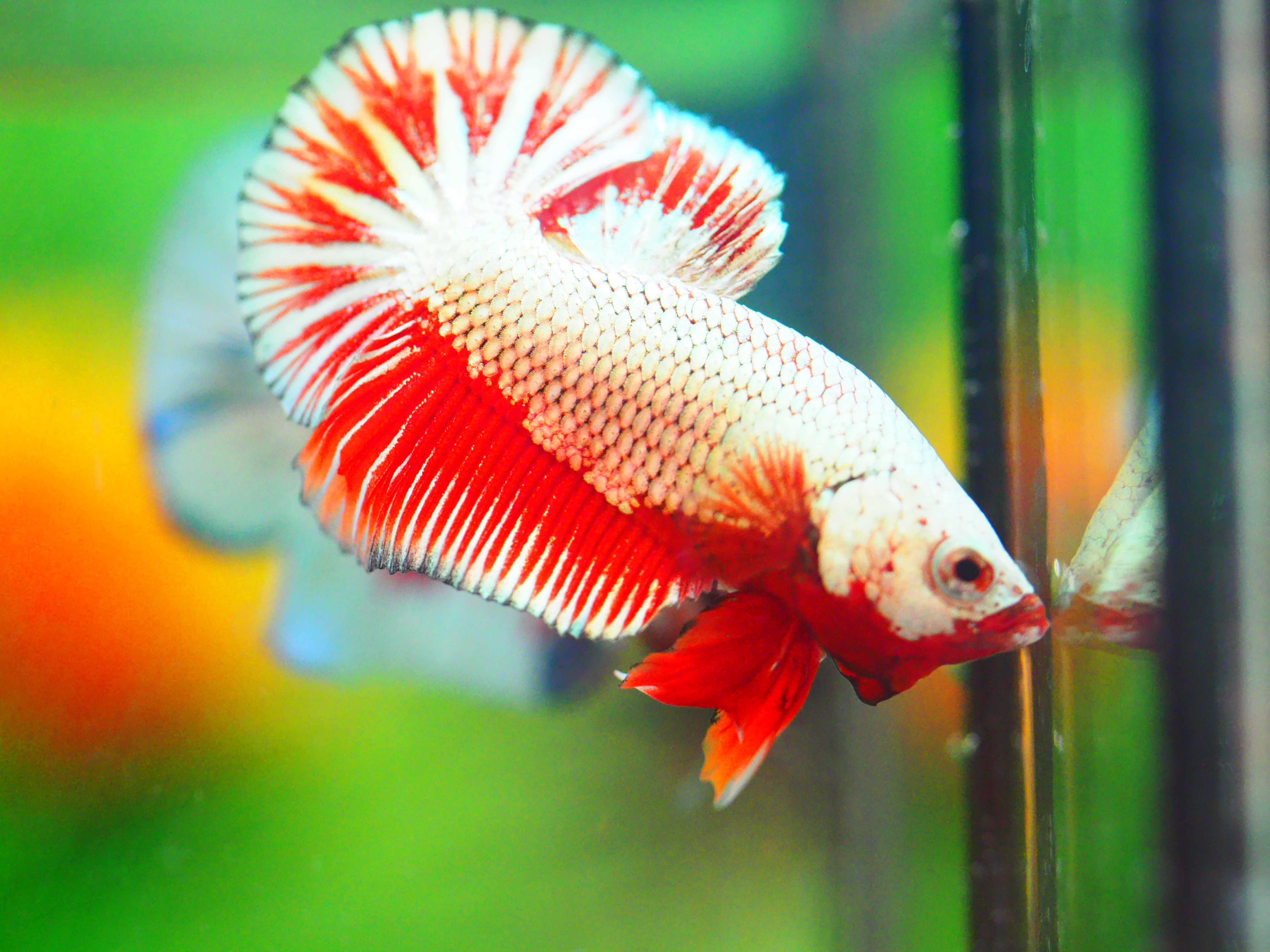 HMPK COPPER RED MALE GRADE A +++