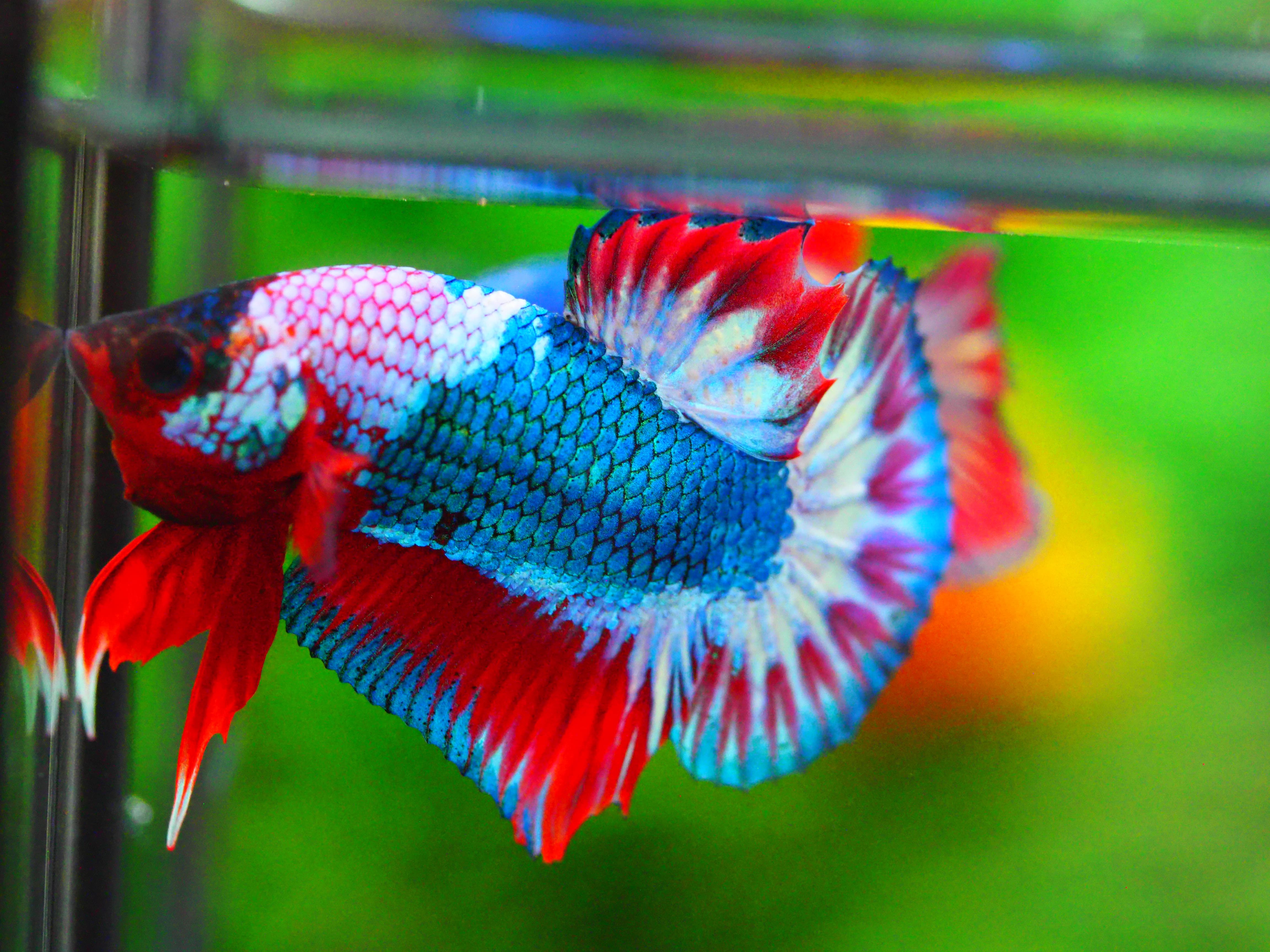 HMPK FANCY MALE GRADE A +++