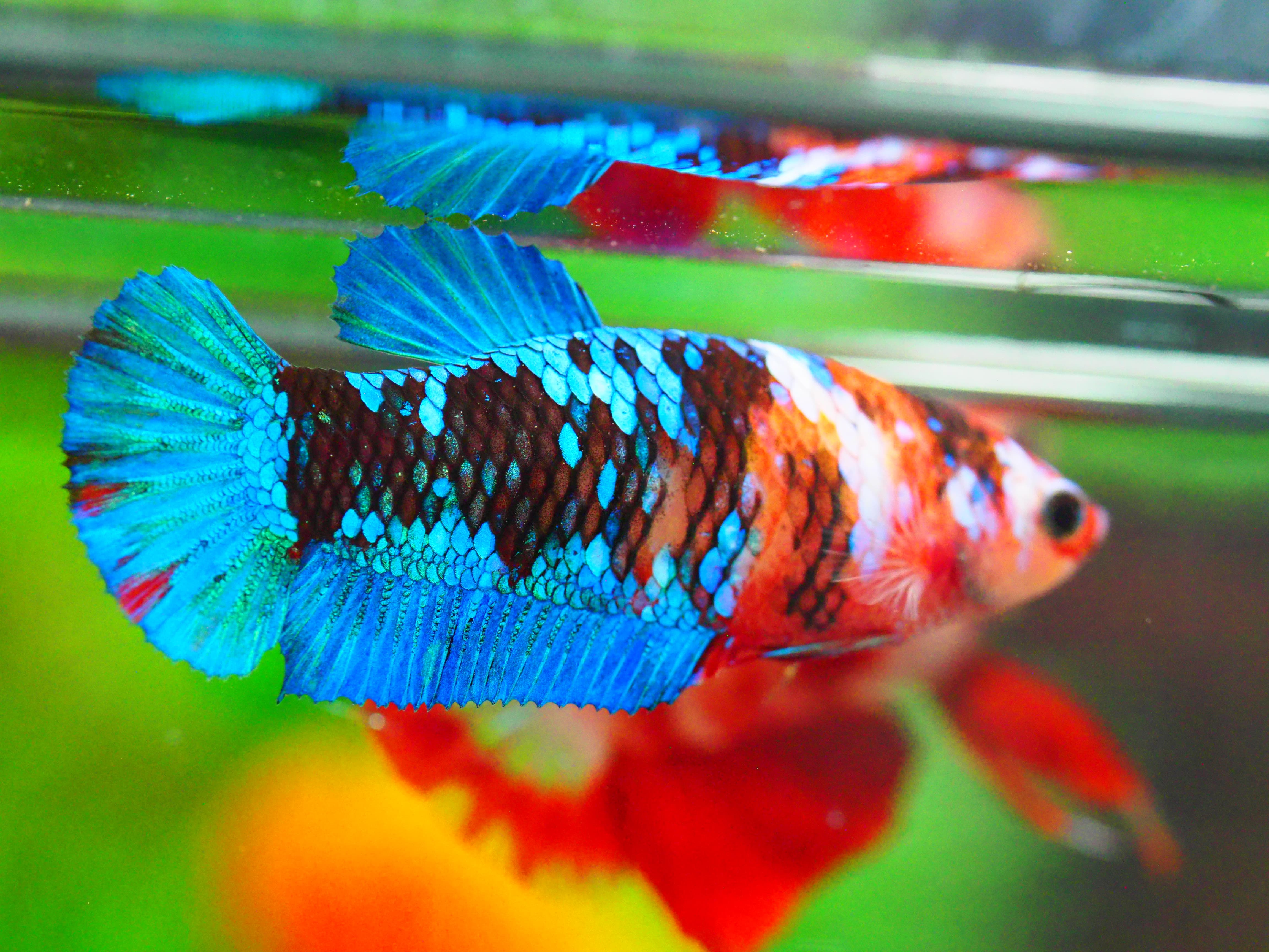 HMPK KOI GALAXY FNMALE GRADE A +++