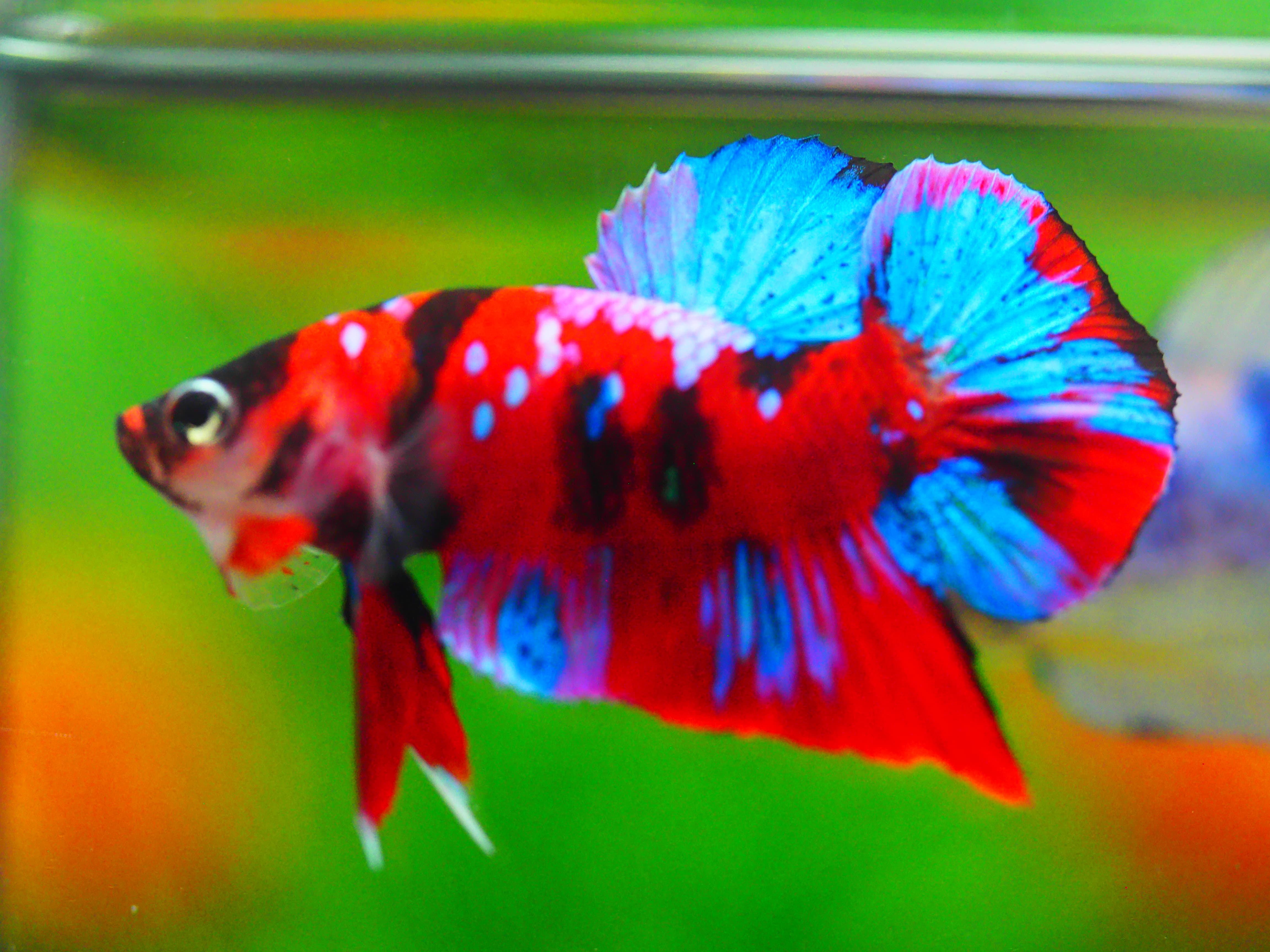 HMPK KOI GALAXY MALE GRADE A +++