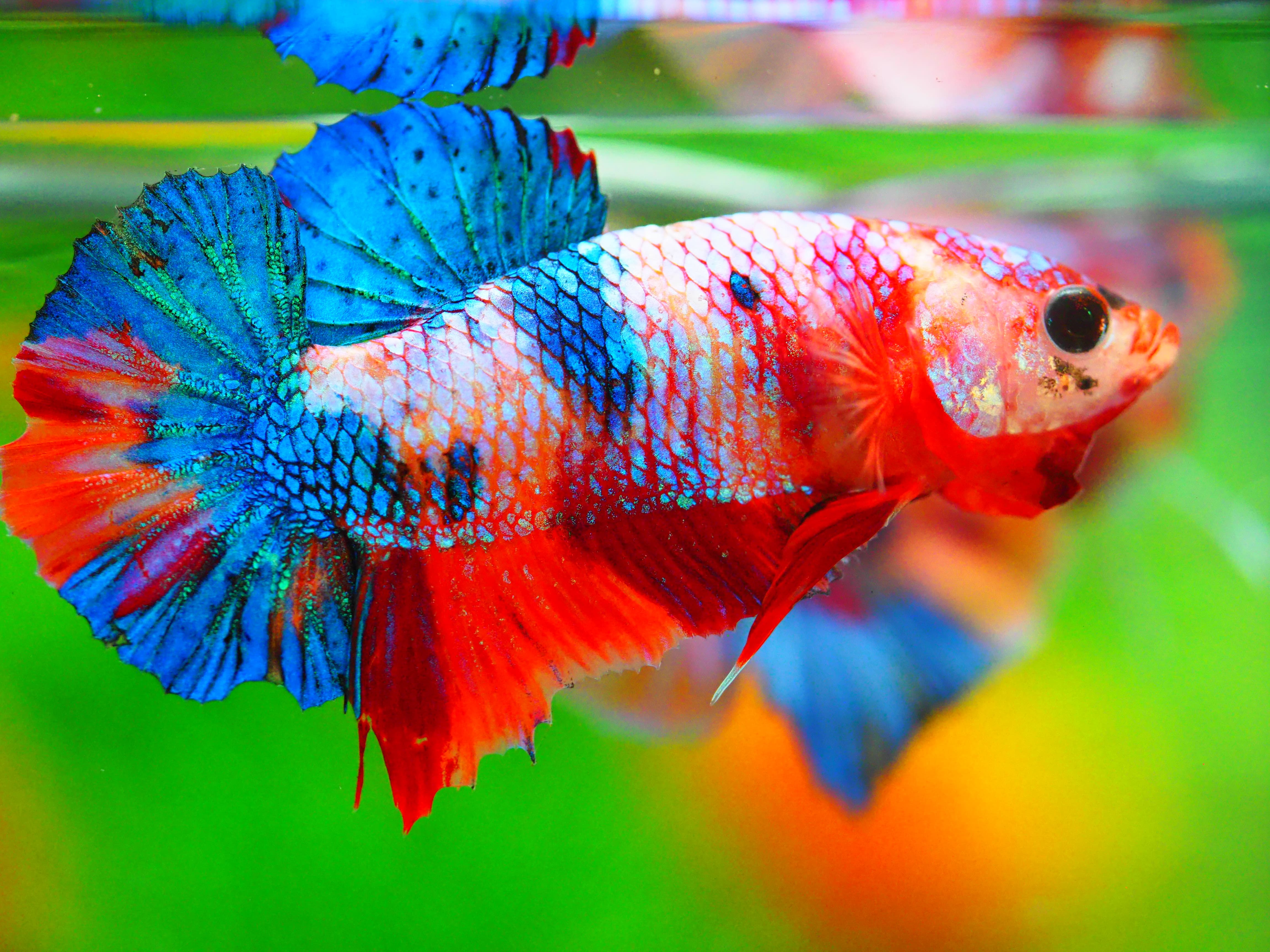 HMPK NEMO GALAXY MALE GRADE A +++