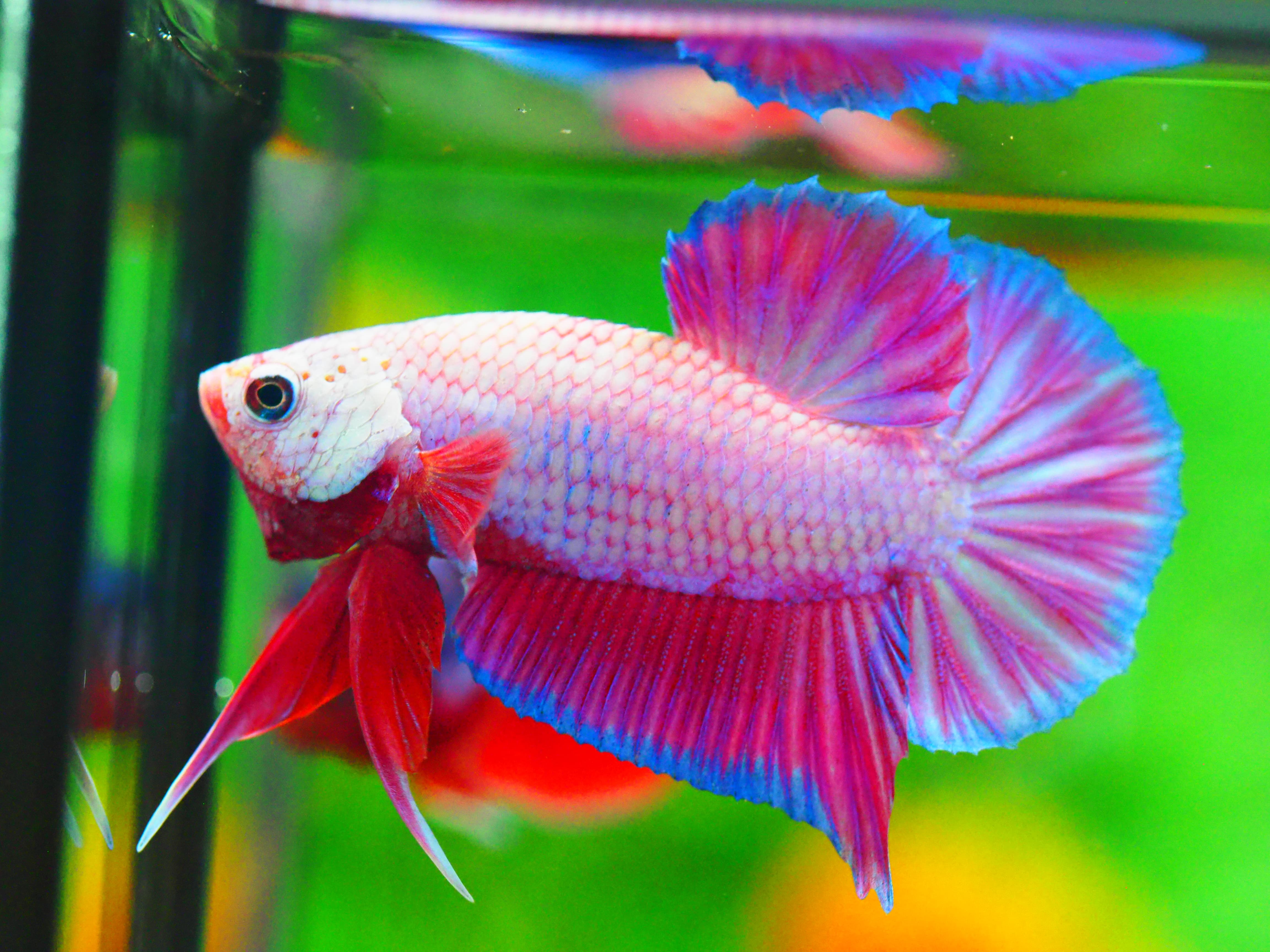 HMPK FANCY MALE GRADE A +++