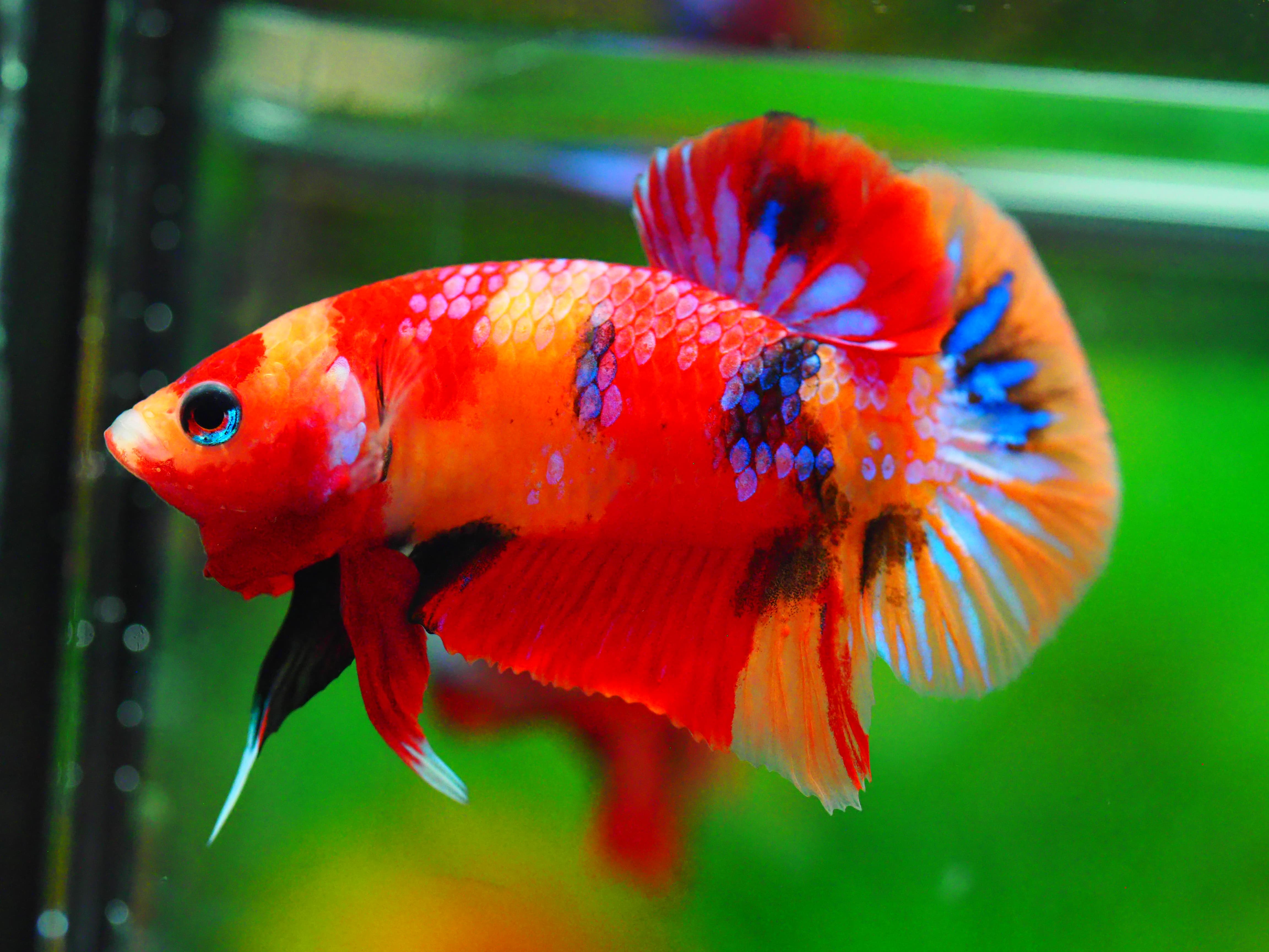 HMPK NEMO GALAXY MALE GRADE A +++