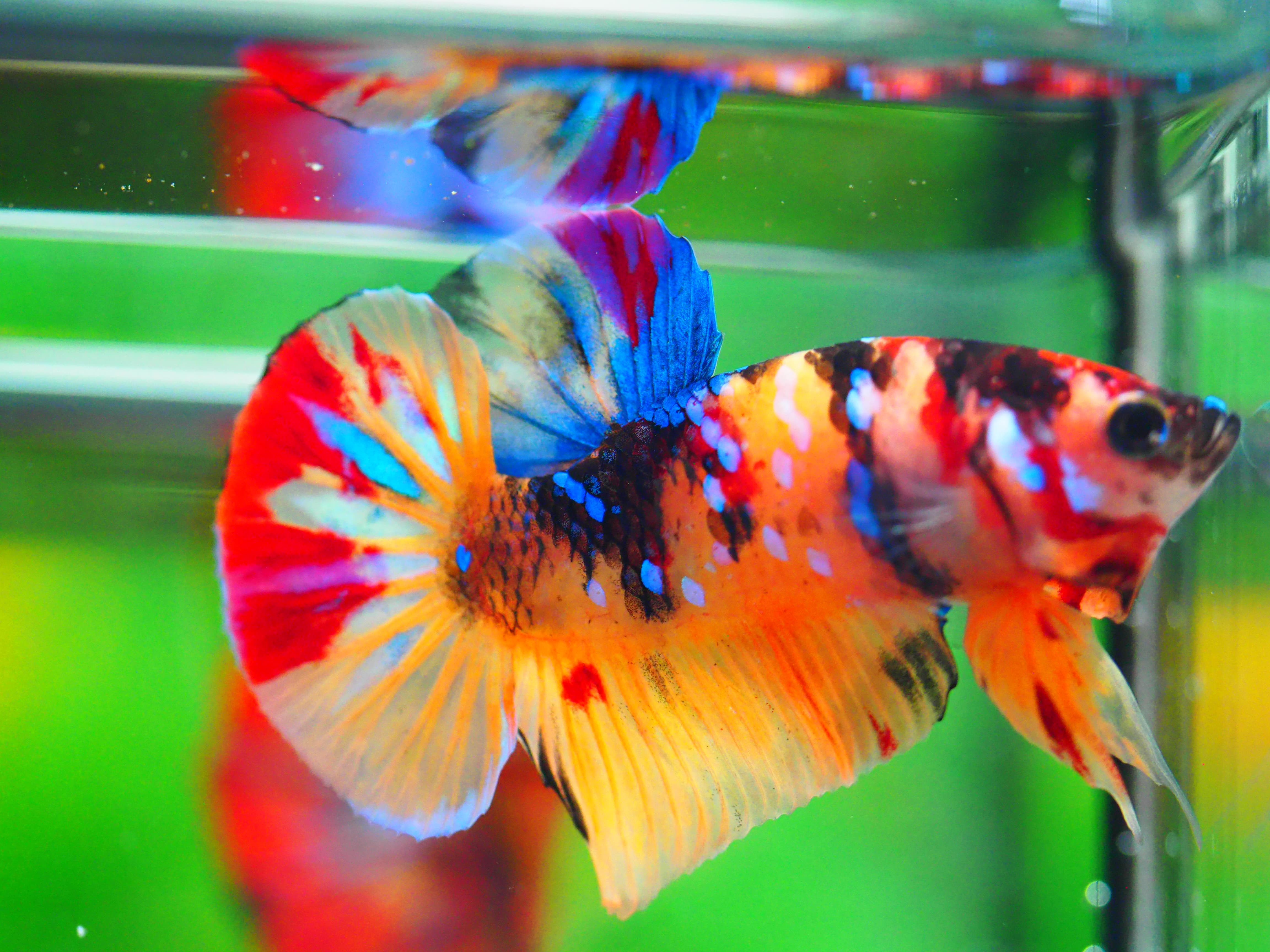 HMPK NEMO GALAXY MALE GRADE A +++