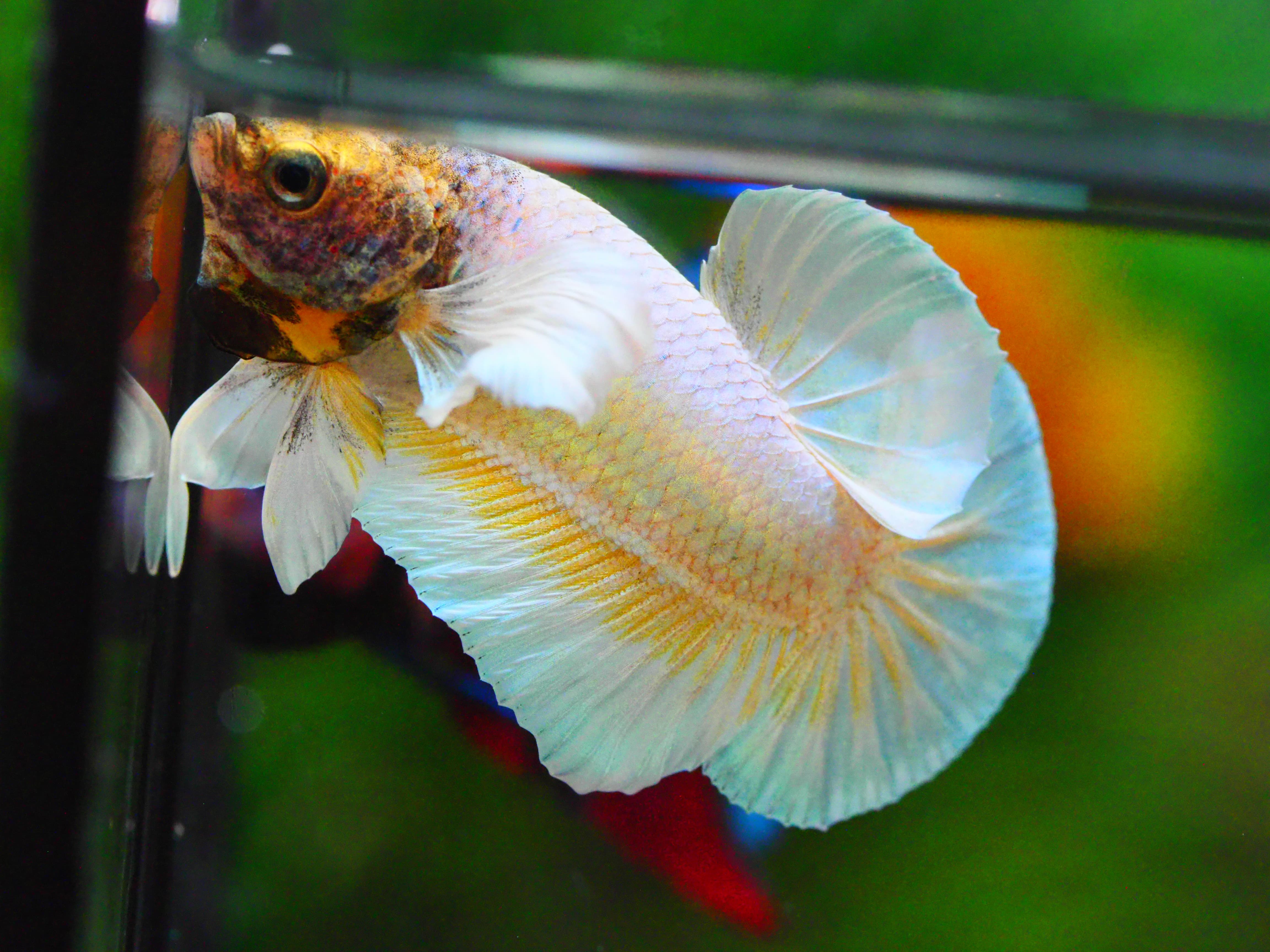 HMPK DUMBO MALE GRADE A +++