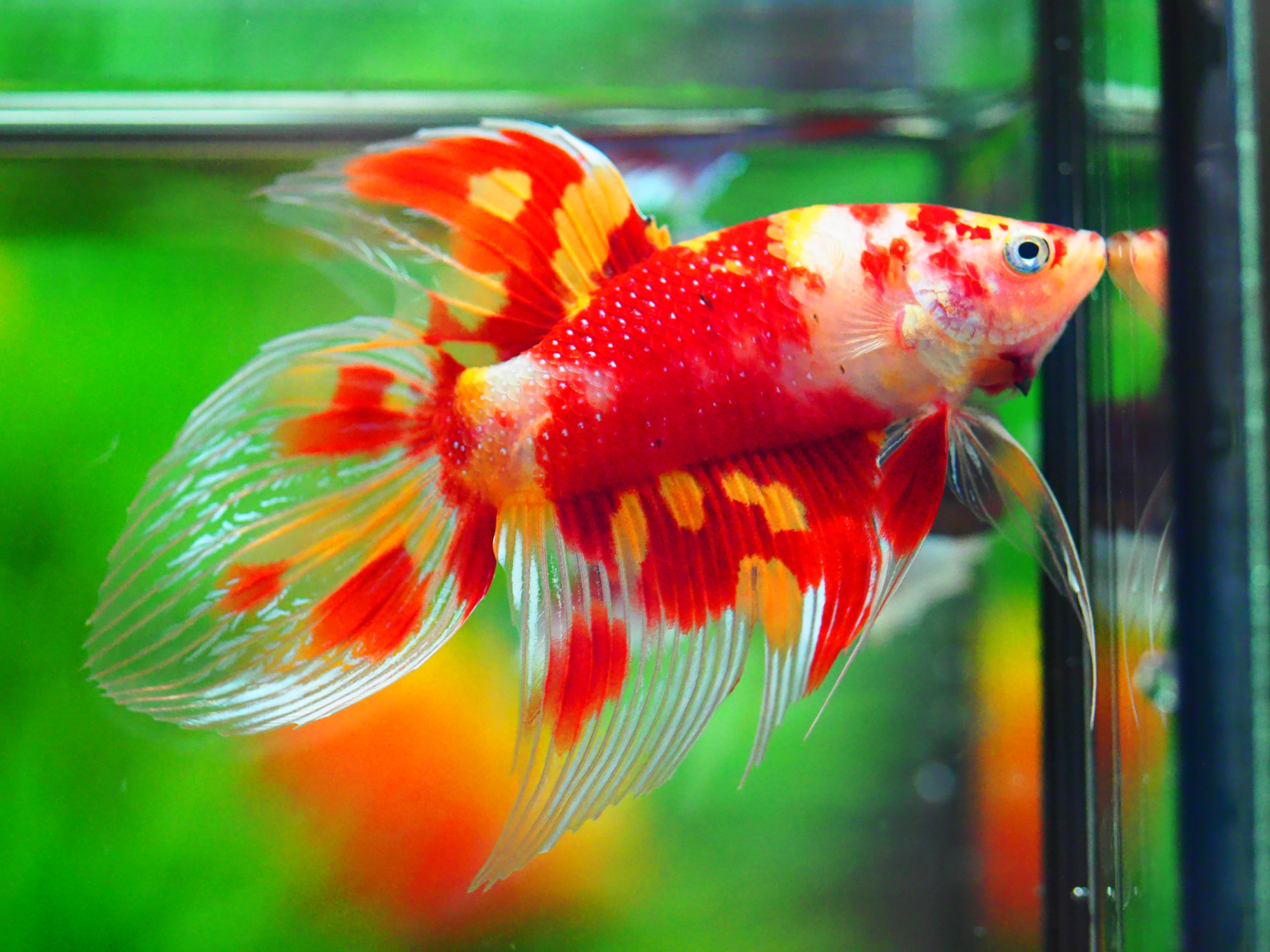 VT NEMO MALE GRADE A +++