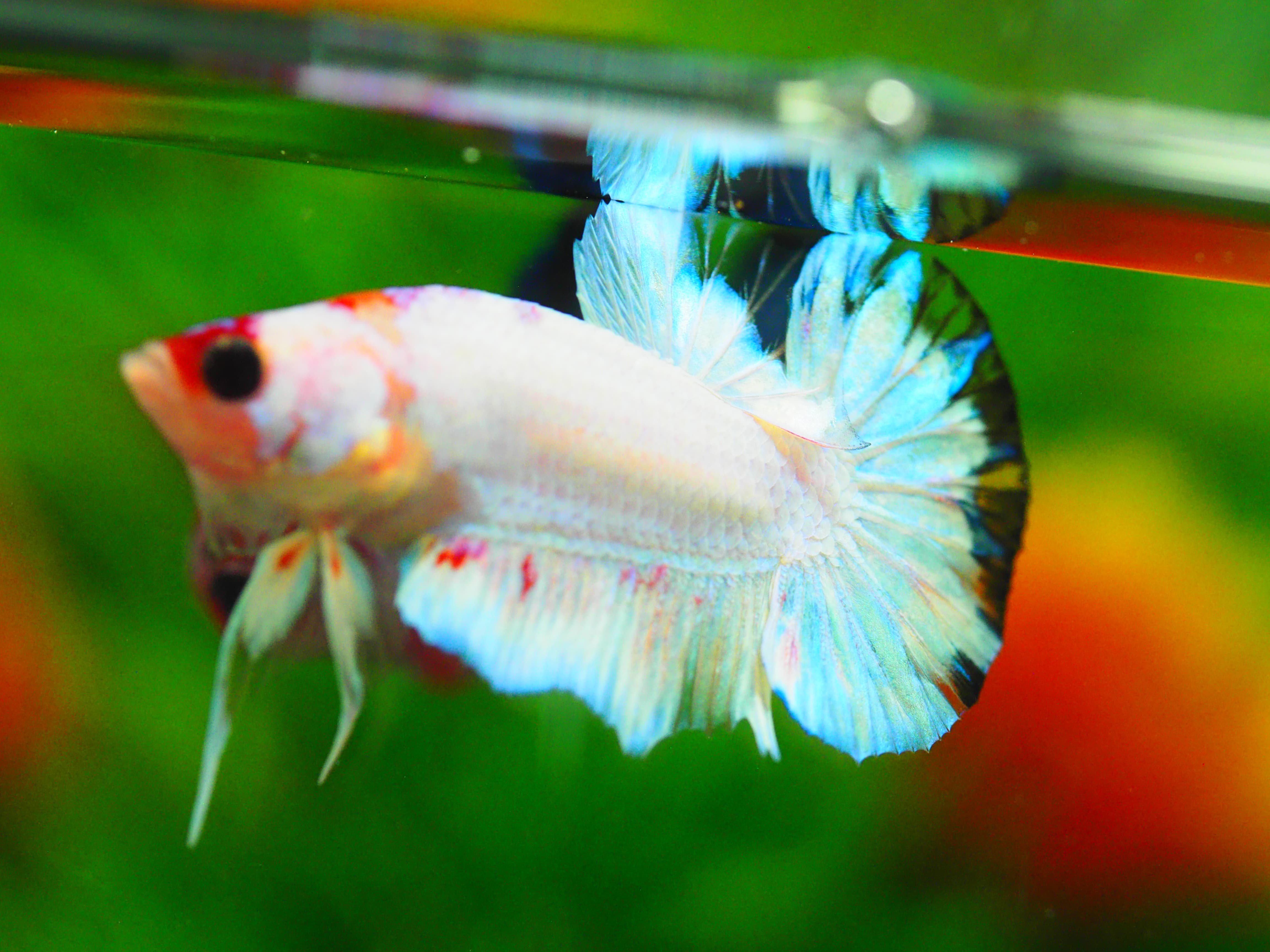 HMPK KOI FANCY MALE GRADE A+++ ปลาเด็ก