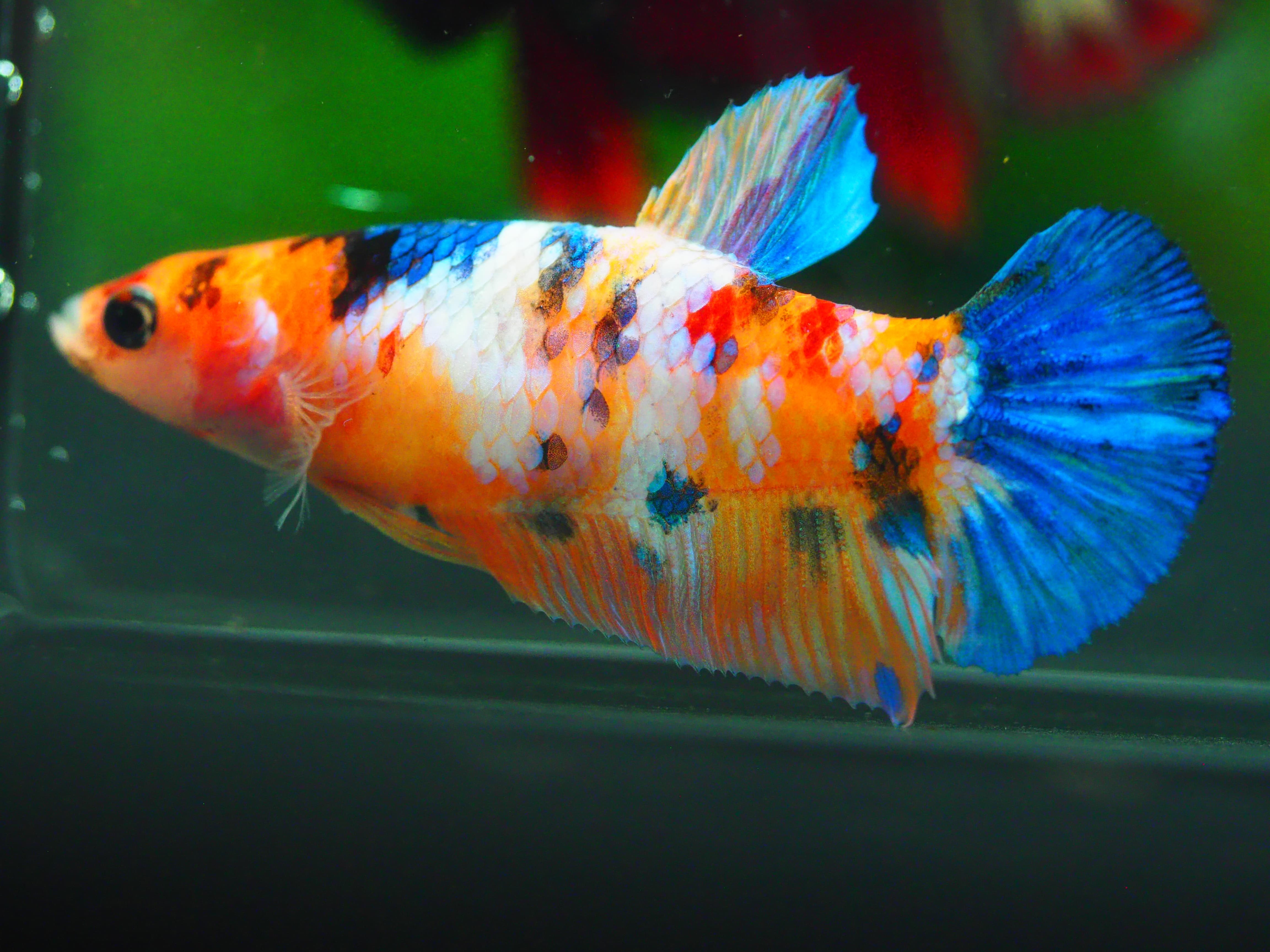 HMP KOI GALAXY FN MALE GRADE A +++