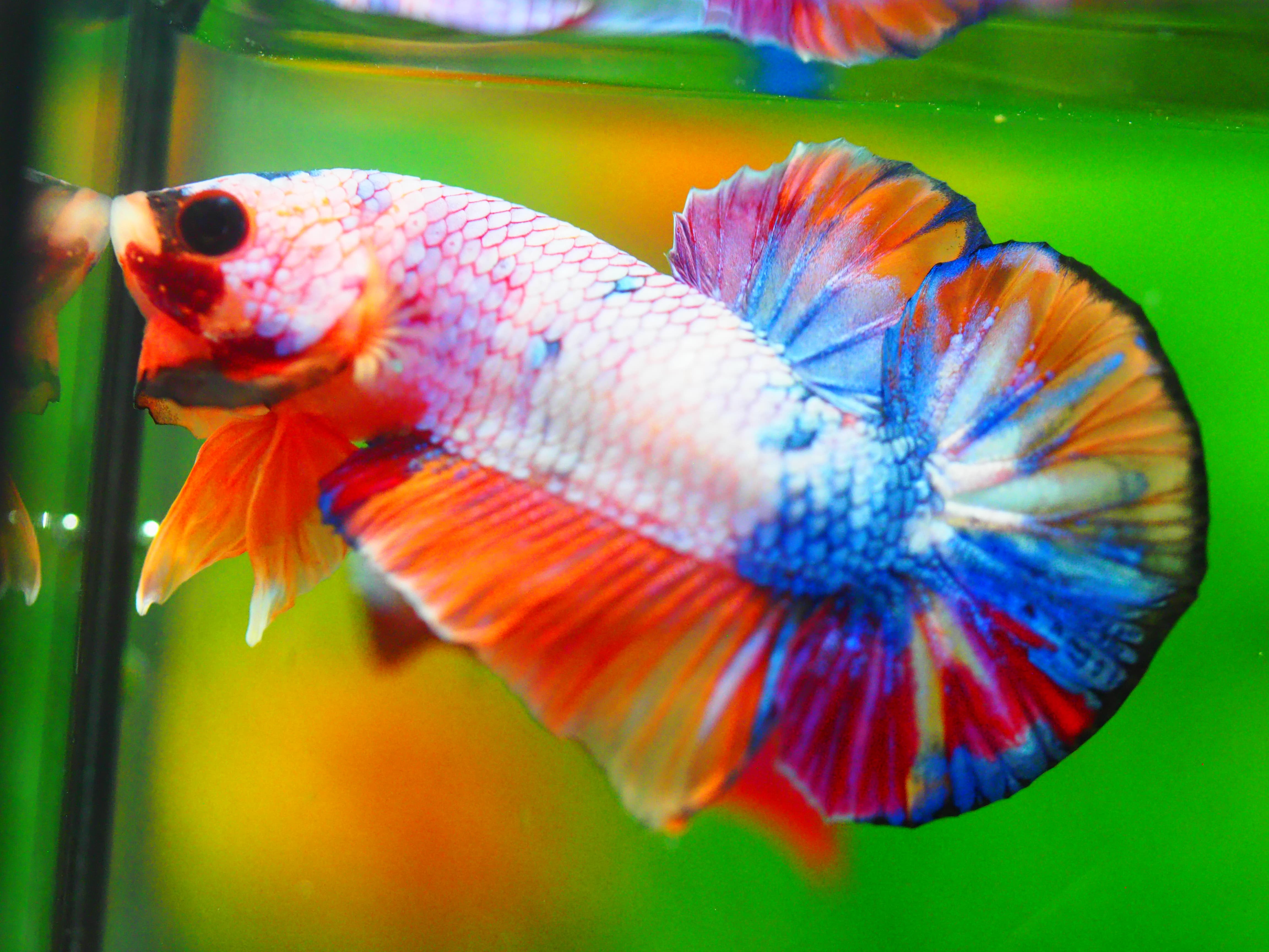HMPK KOI FANCY MALE GRADE A +++