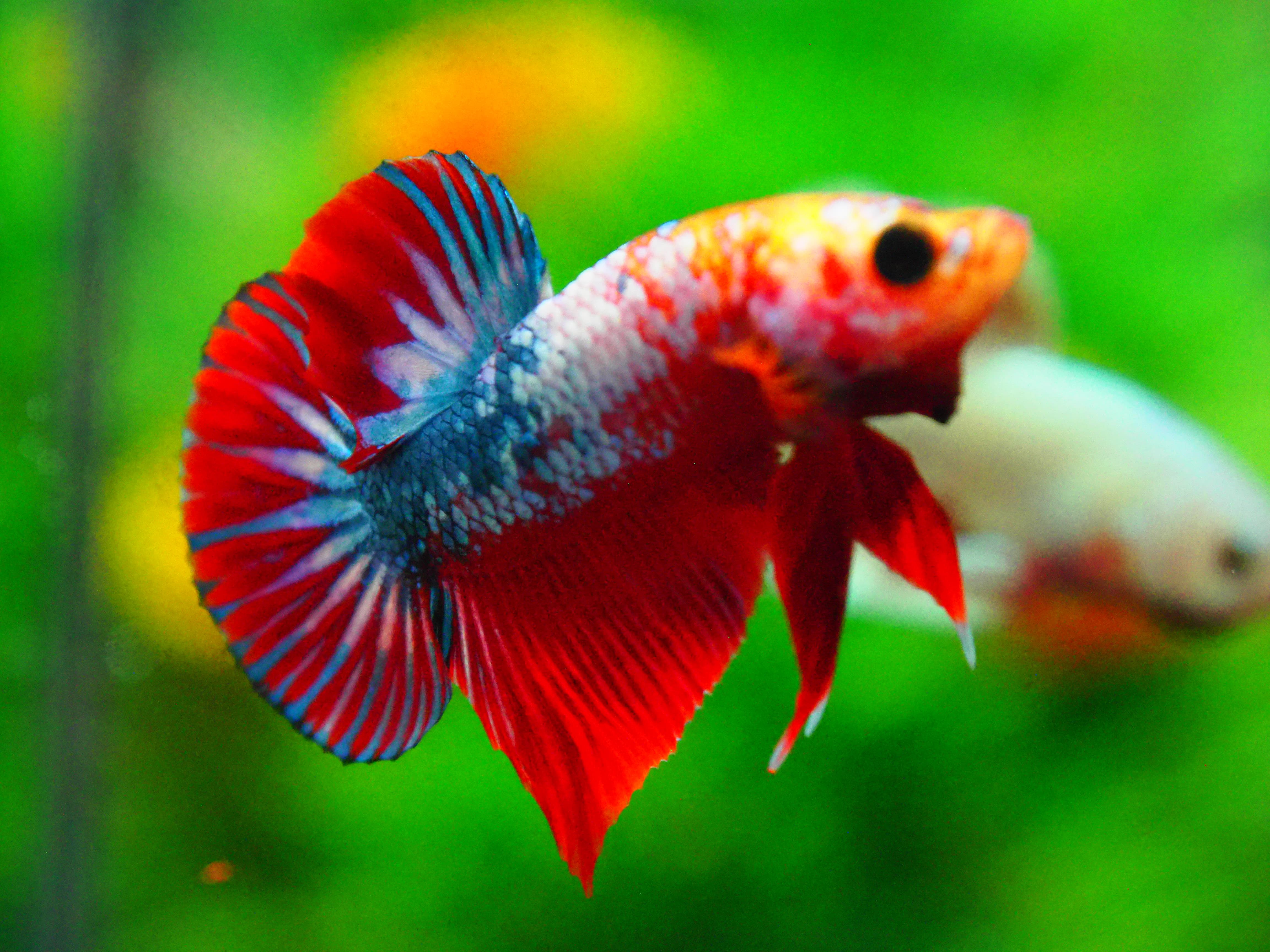 HMPK FANCY MALE GRADE A +++