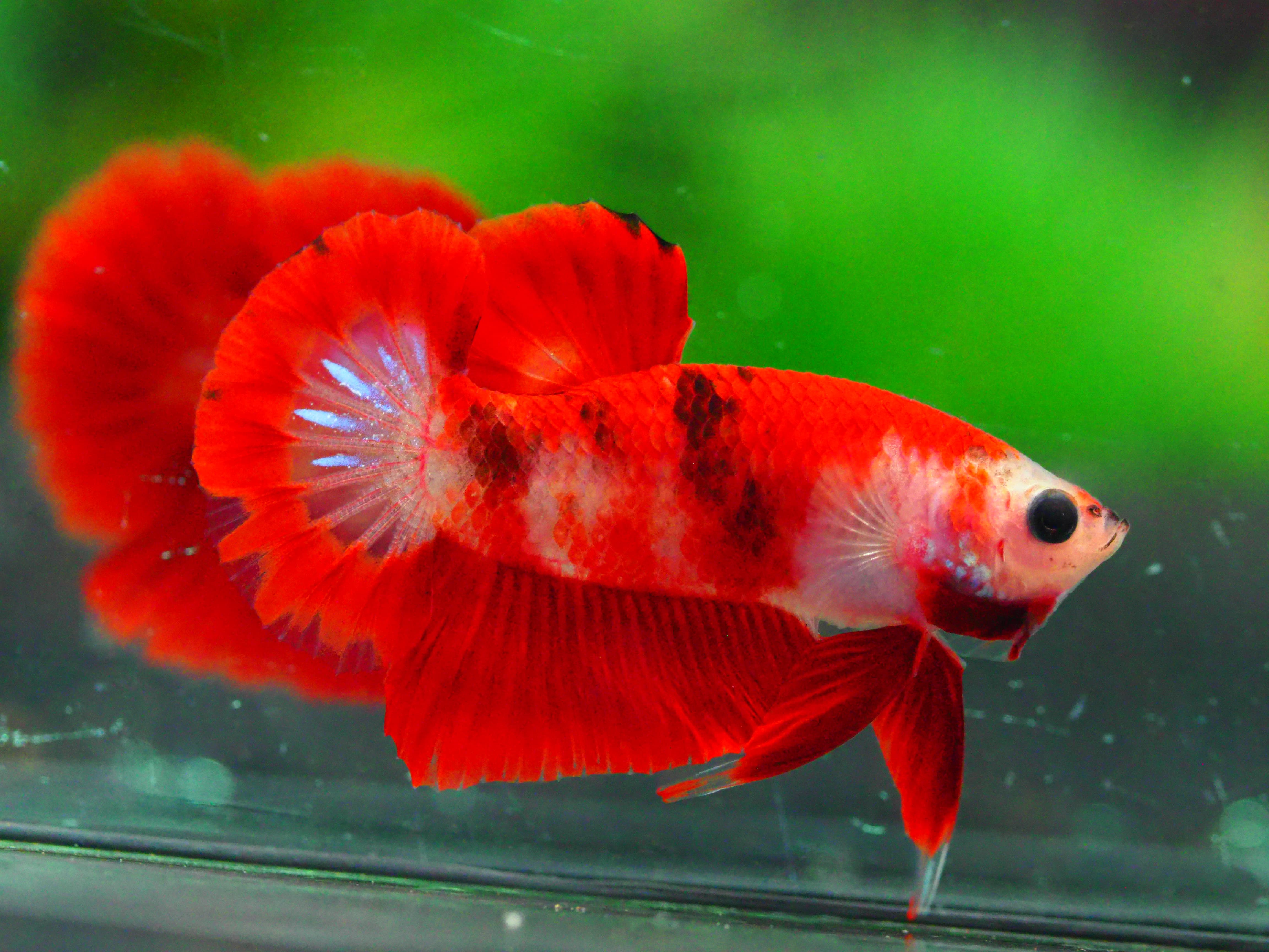 HMPK FANCY MALE GRADE A +++