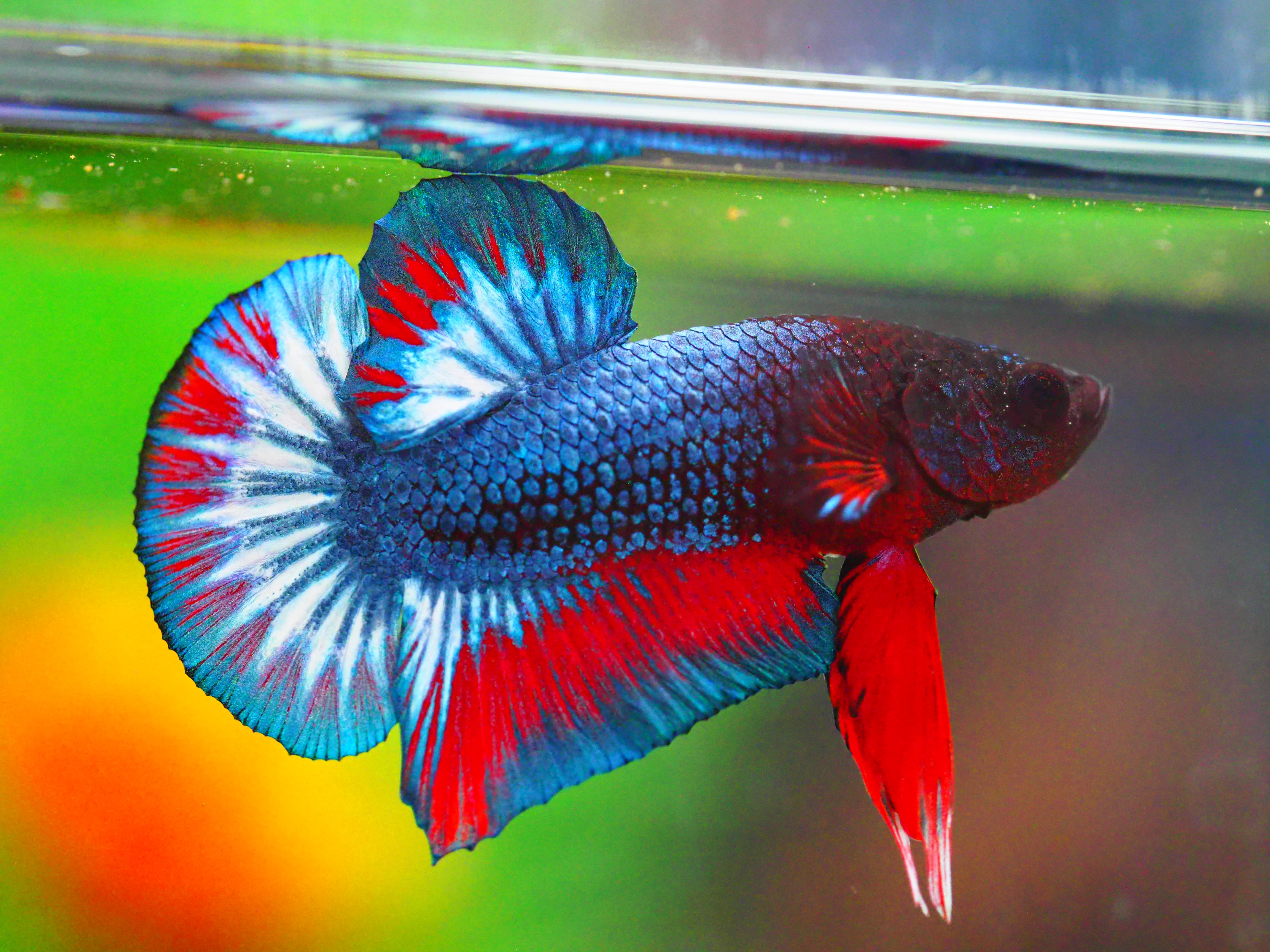 HMPK FANCY MALE GRADE A +++