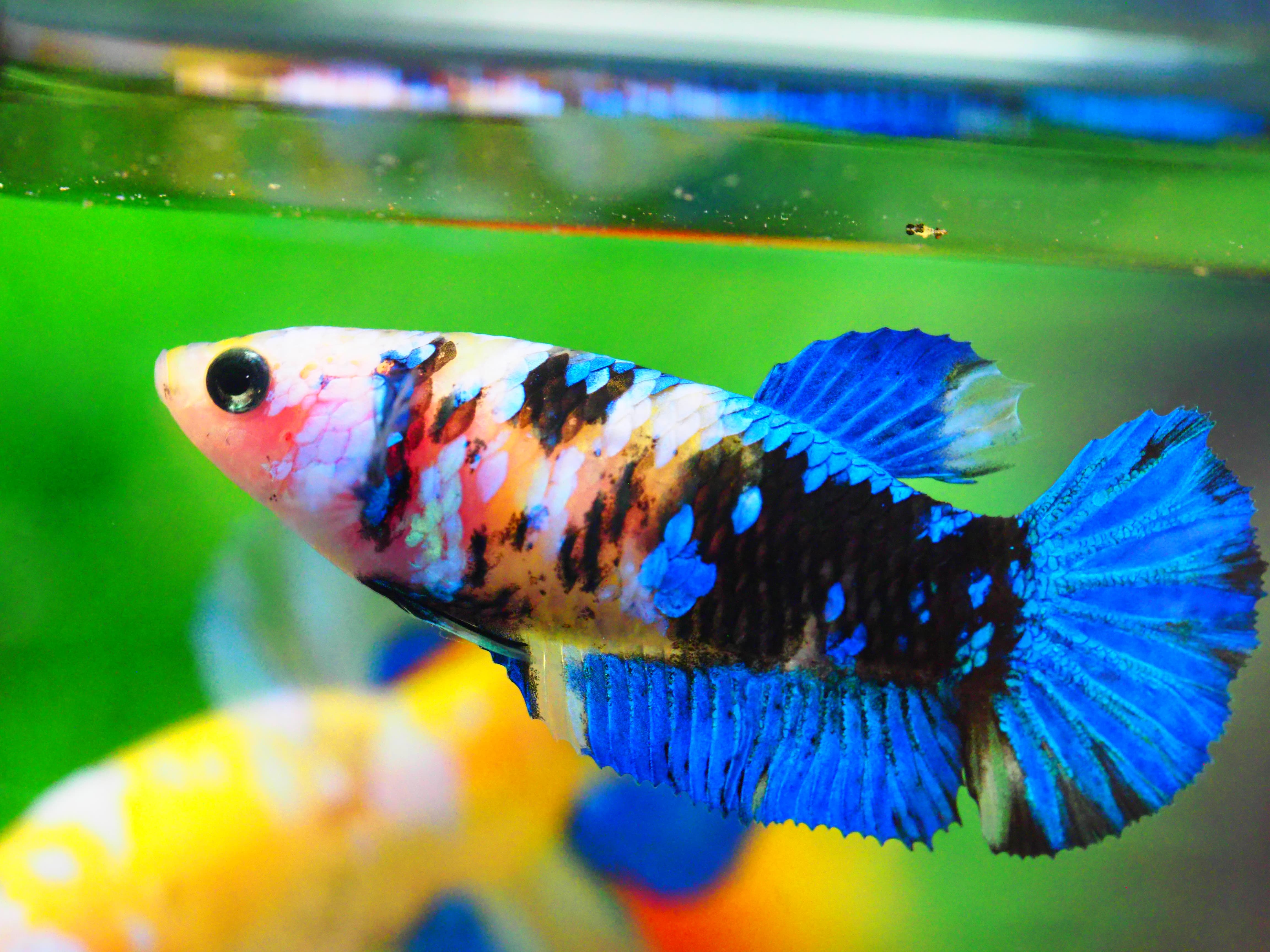 HMPK KOI YELLOW FNMALE GRADE A +++