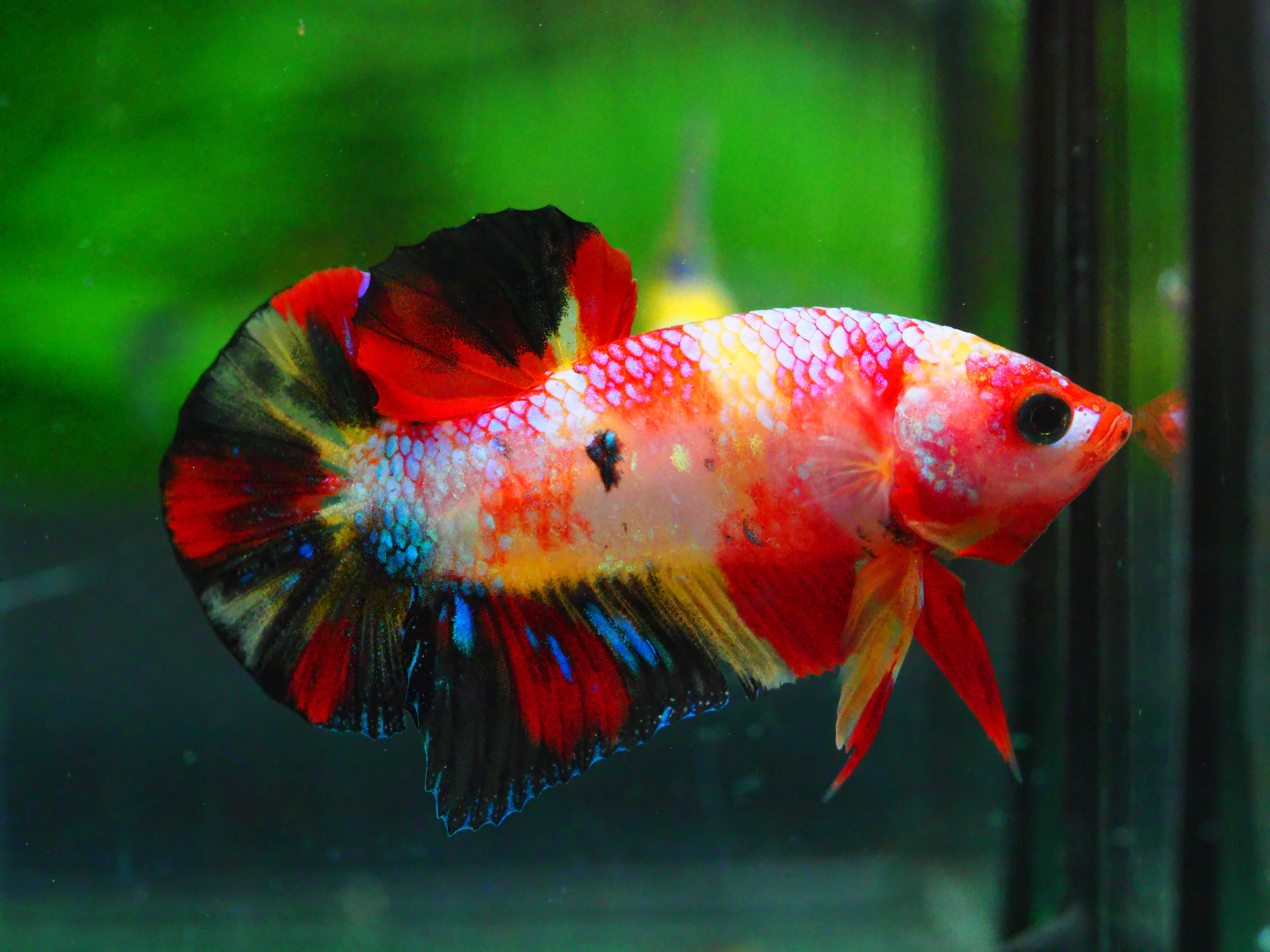 HMPK NEMO GALAXY MALE GRADE A +++