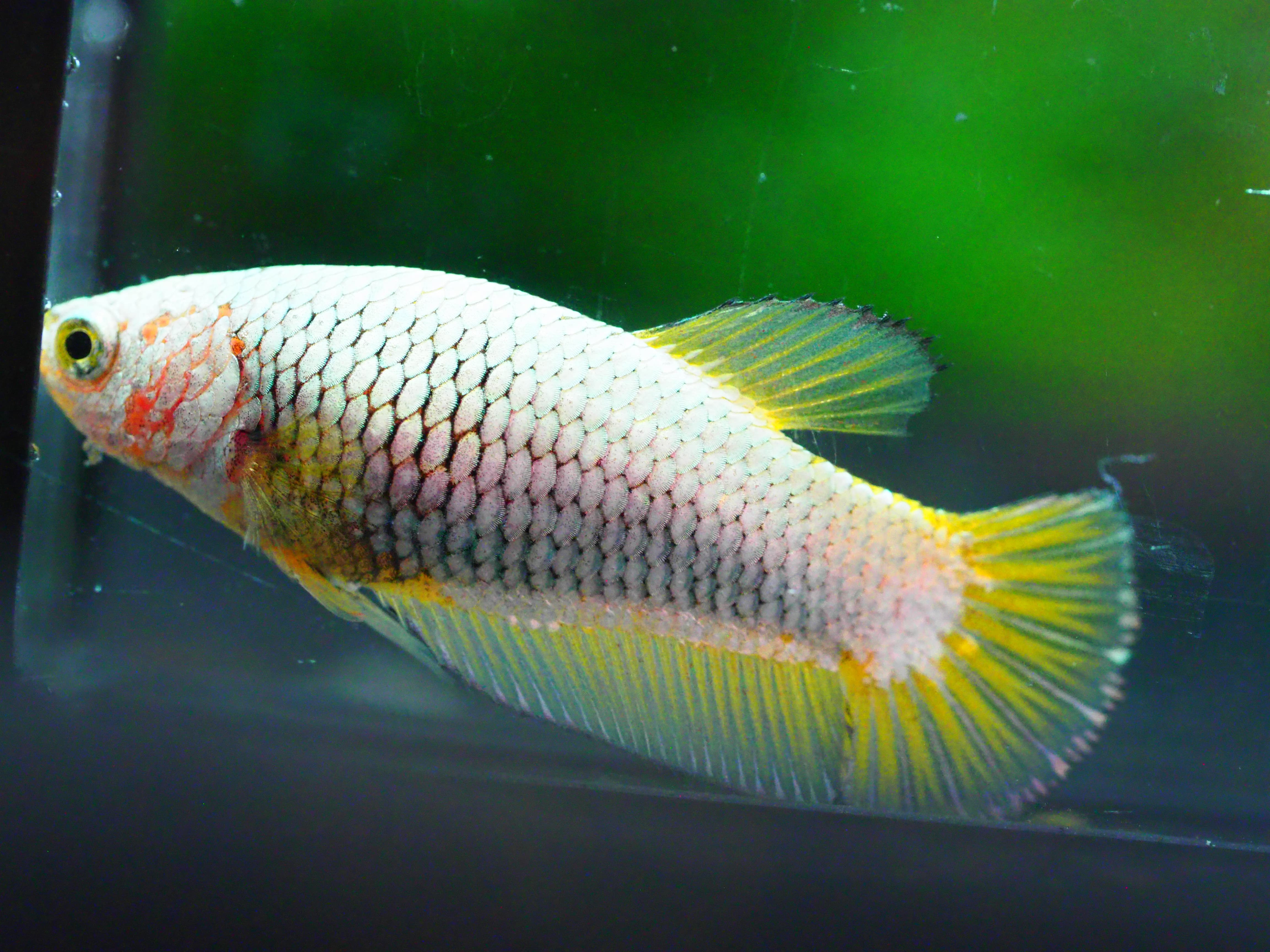 HMPK FANCY FNMALE GRADE A +++