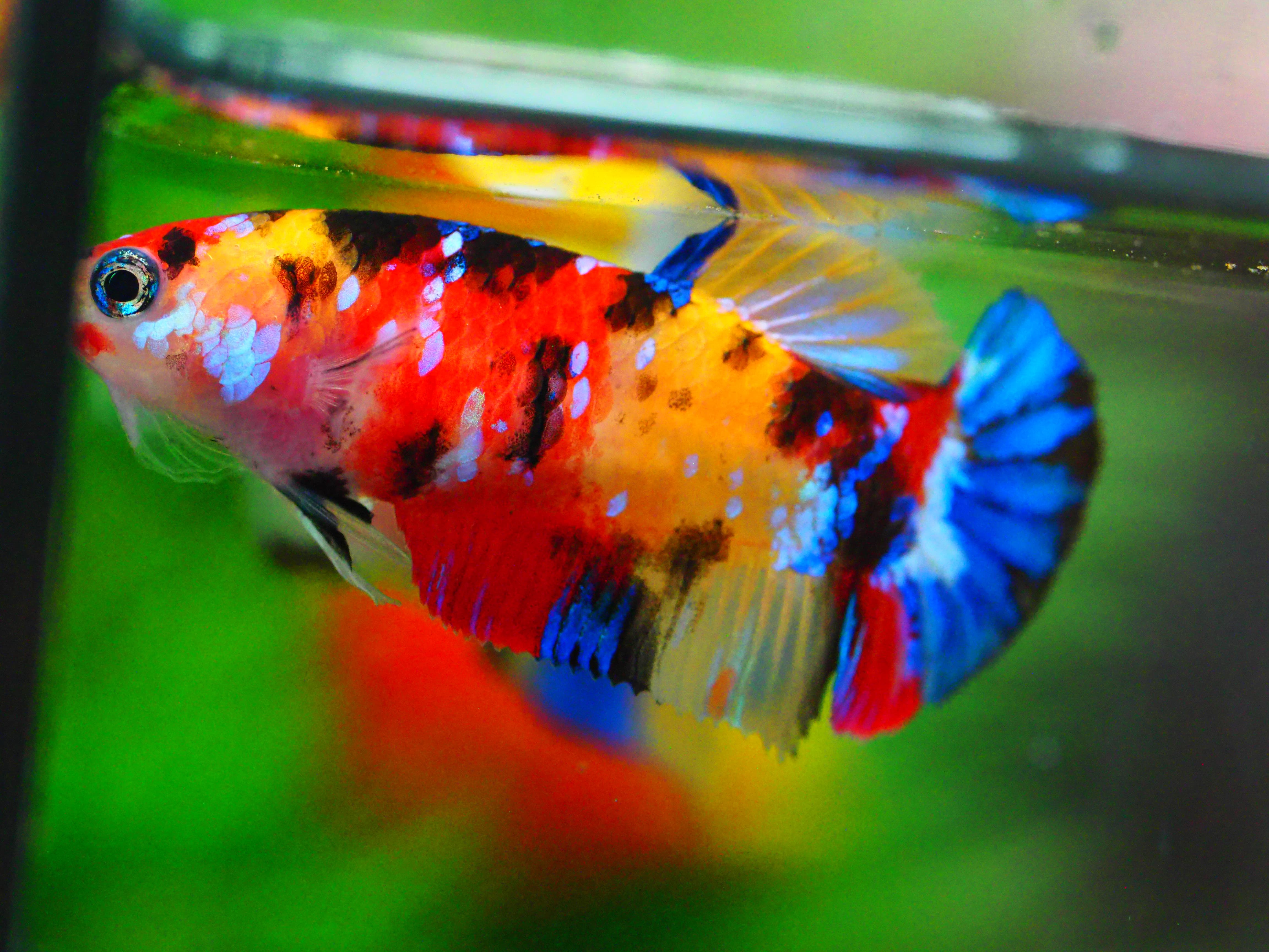 HMPK NEMO GALAXY FNMALE GRADE A +++