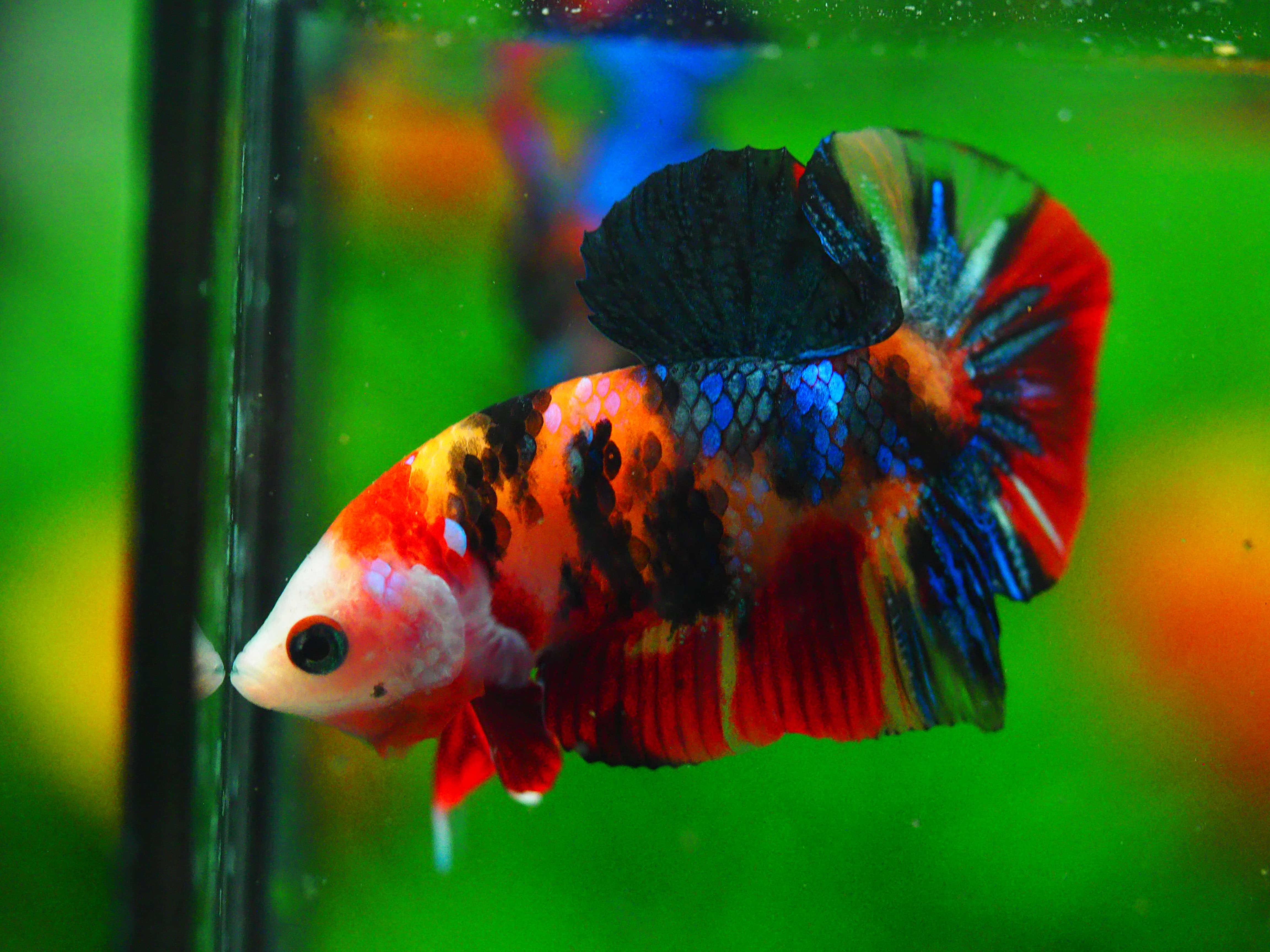 HMPK NEMO GALAXY MALE GRADE A +++