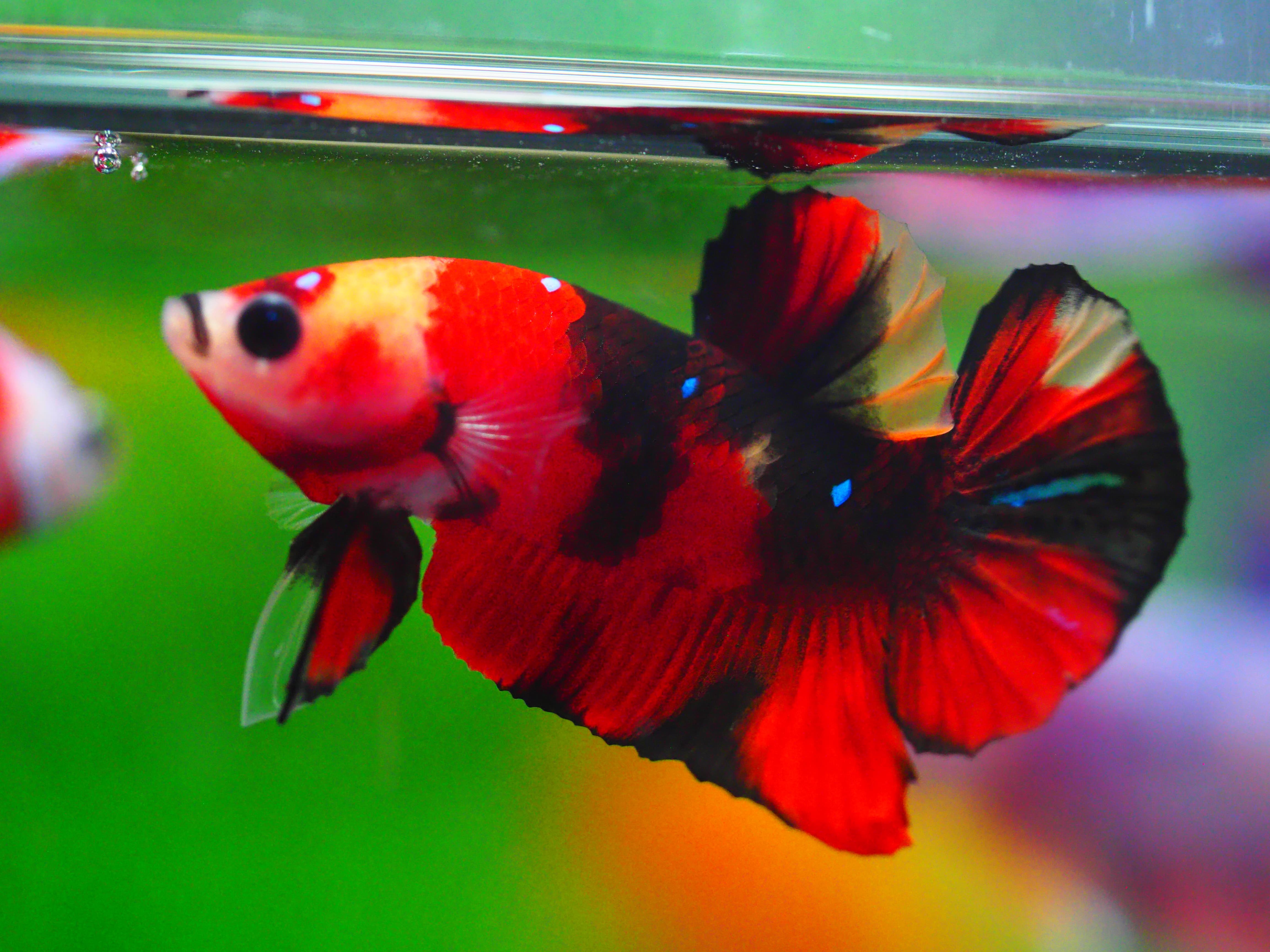 HMPK KOI GALAXY MALE GRADE A +++