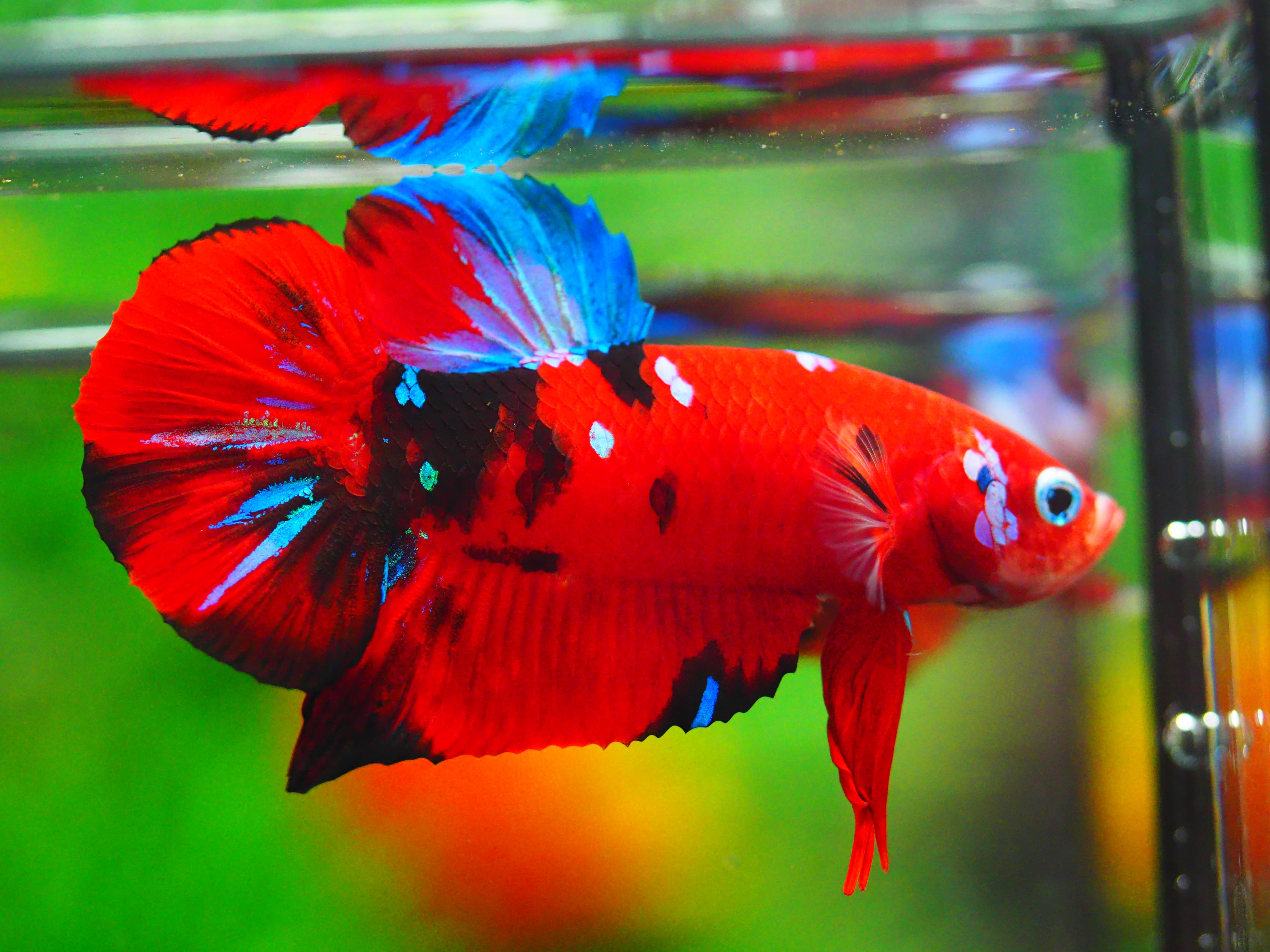 HMPK KOI GALAXY MALE GRADE A +++