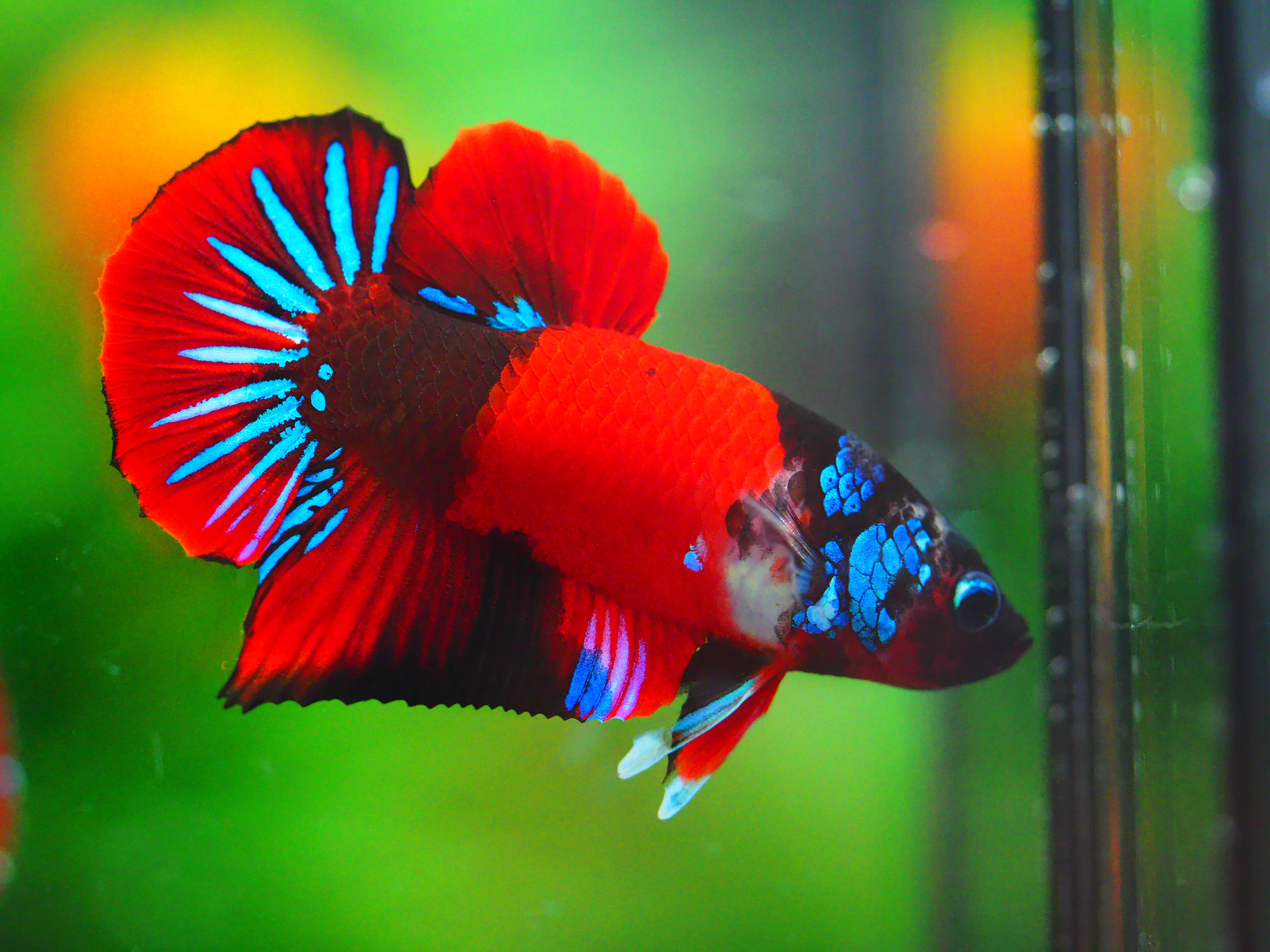 HMPK KOI GALAXY MALE GRADE A +++