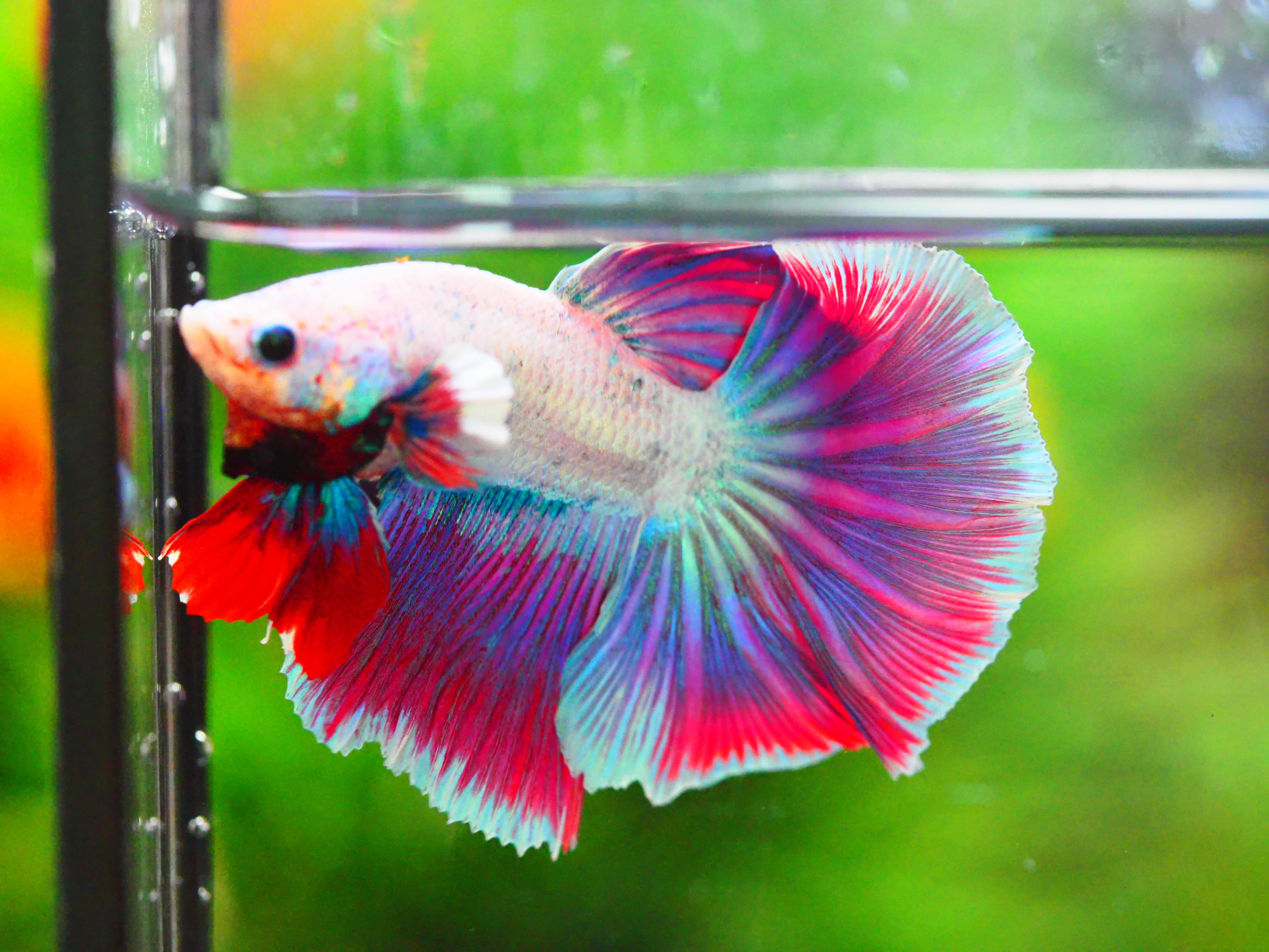 HM FANCY MALE GRADE A +++