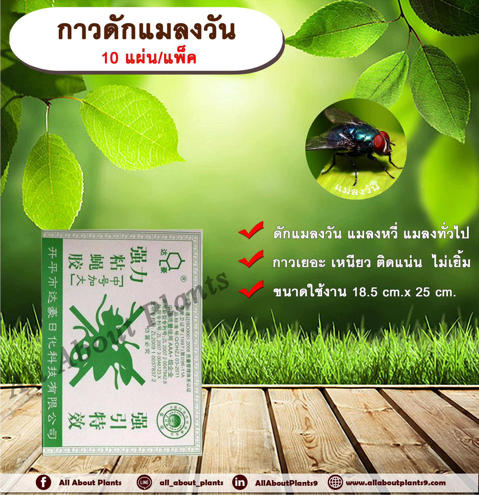 กาวดักแมลงวัน 10 แผ่น/แพ็ค แผ่นกาวดักแมลงวัน แมลงหวี่ แมลงทั่วไป สีเขียว Dahao แผ่นดักแมลงวัน กับดักแมลงวัน ที่ดักแมลงวัน Sticky Fly Paper allaboutplants ชิ้น