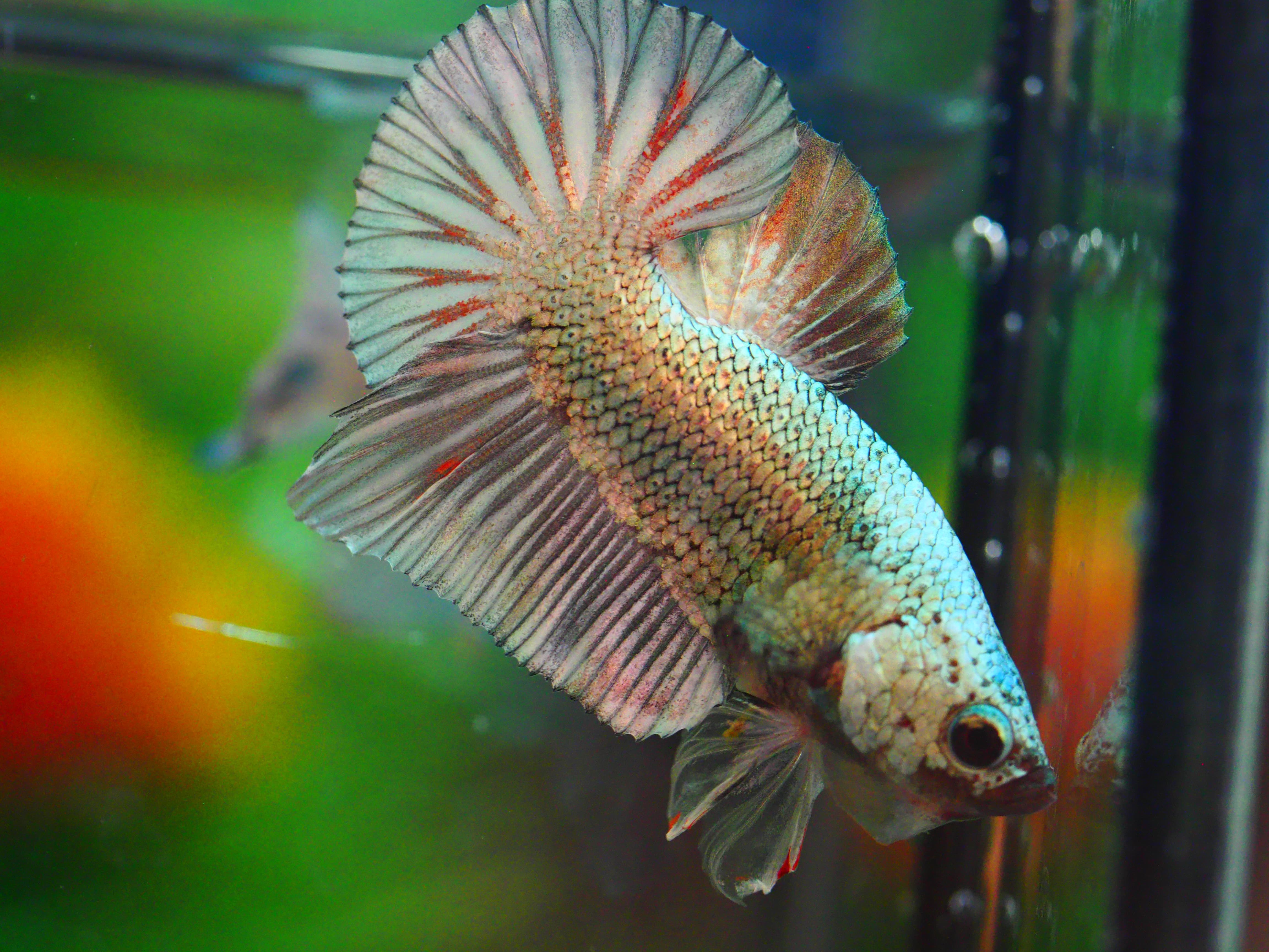 HMPK COPPER MALE GRADE A +++