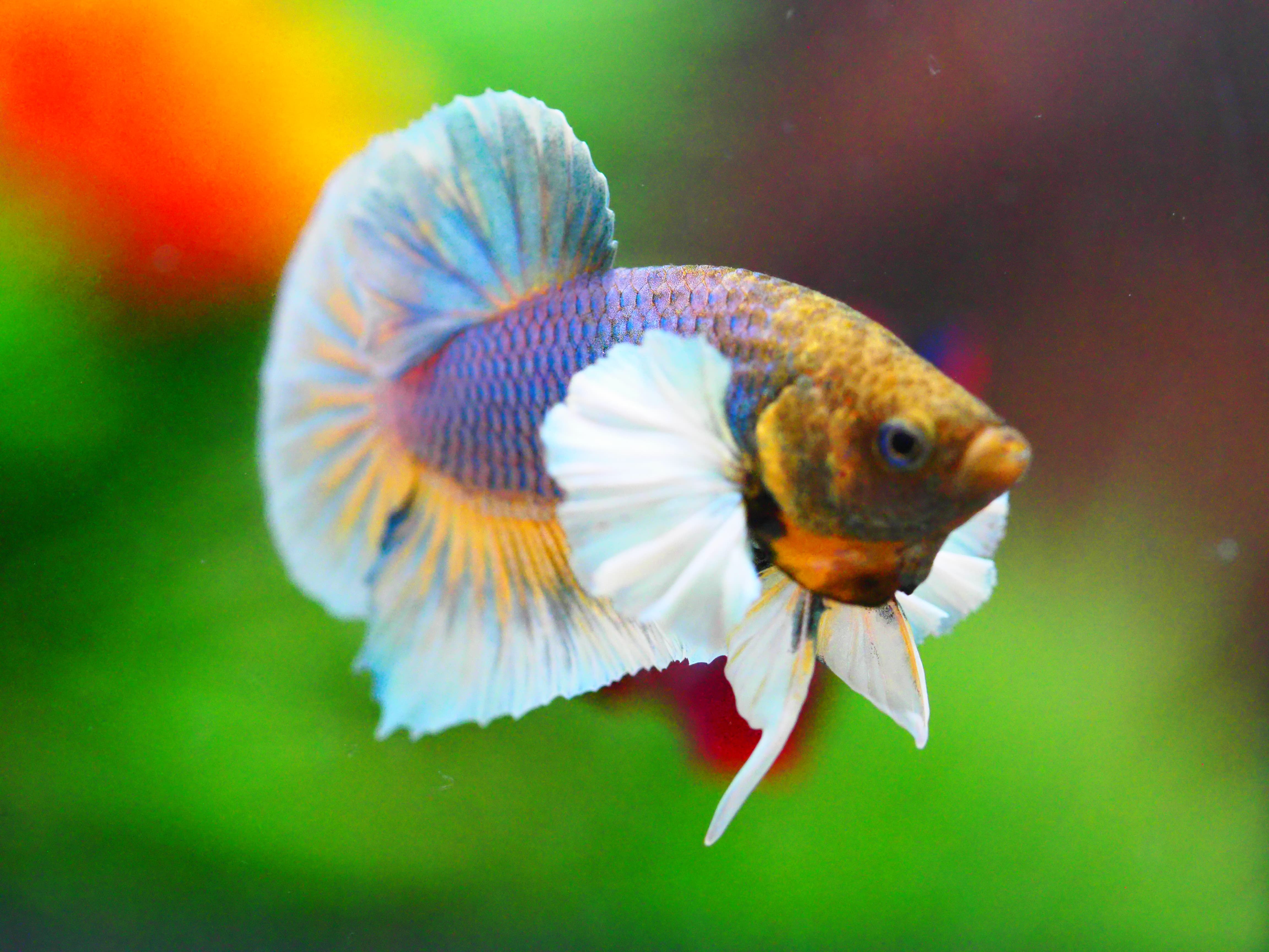 HMPK DUMBO MALE GRADE A +++