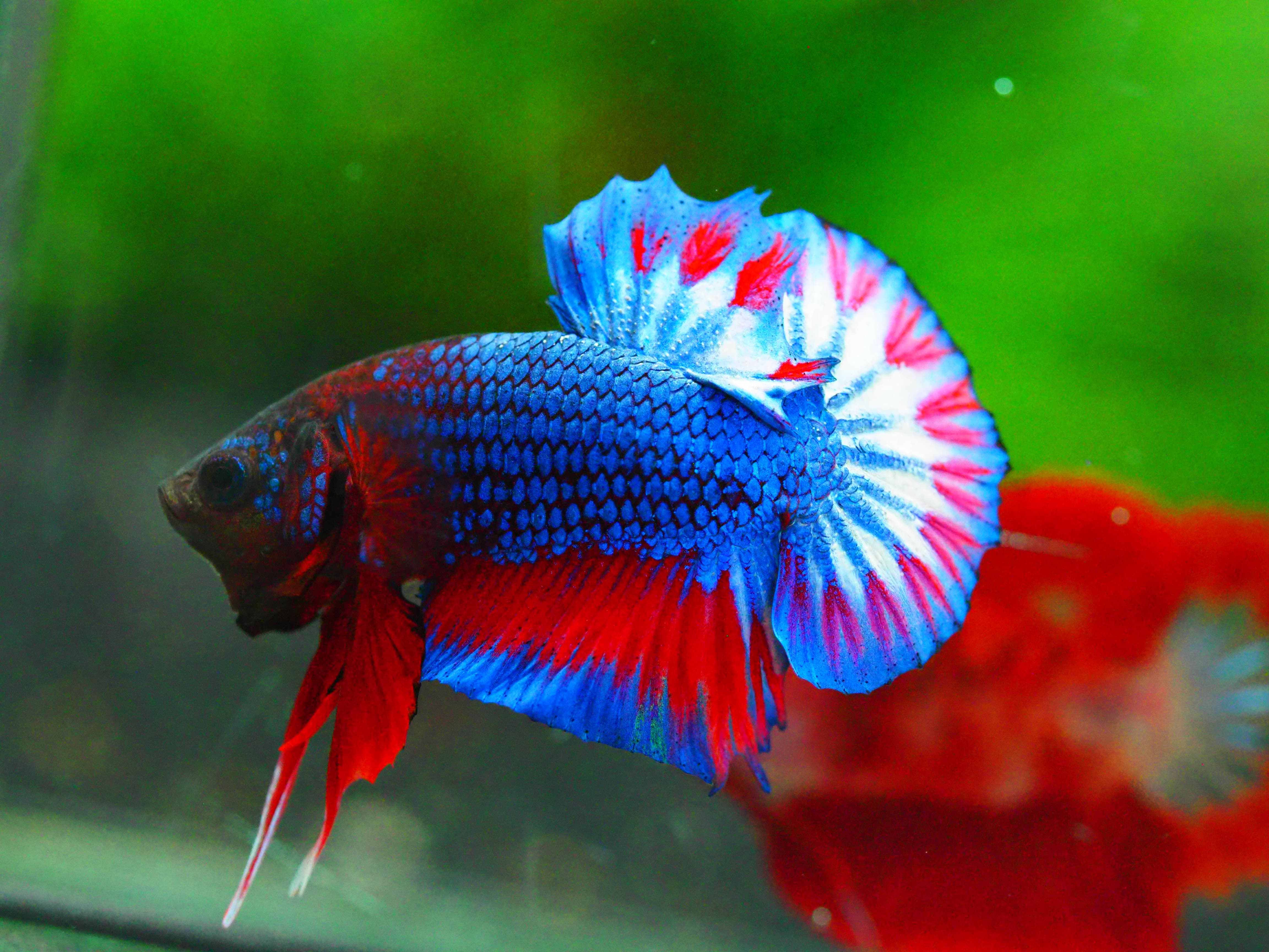 HMPK THAILAND MALE GRADE A +++